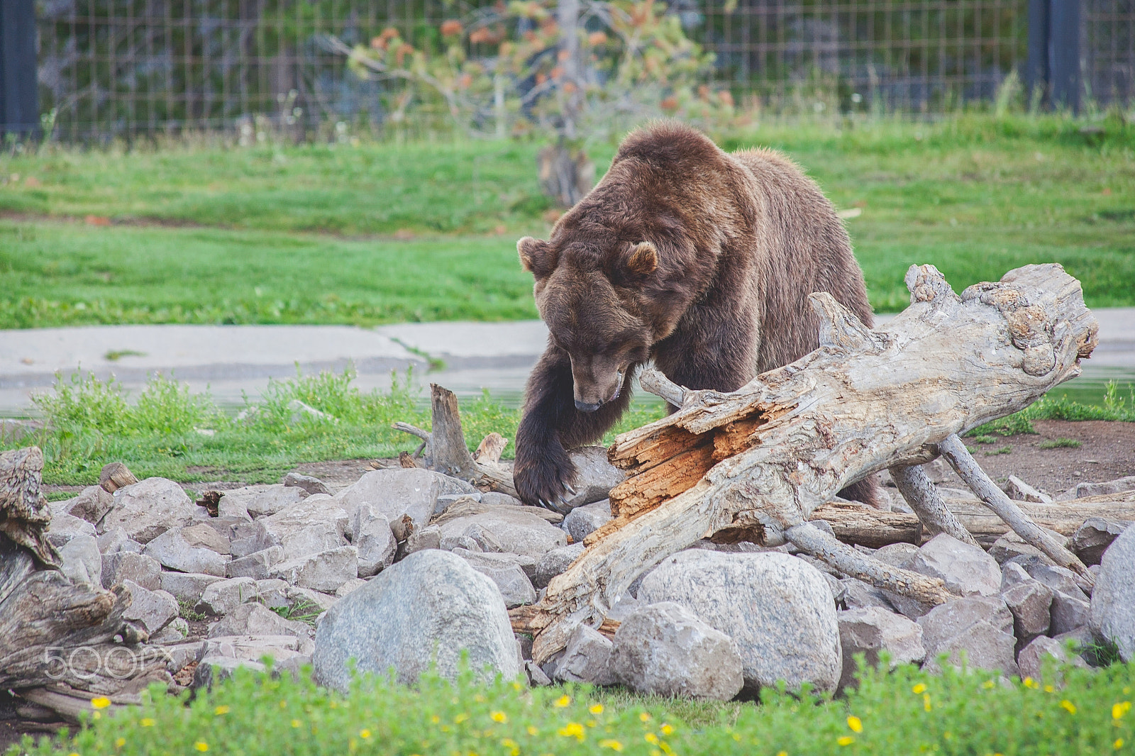 Canon EF 70-300mm F4-5.6 IS USM sample photo. Grizzly bear photography