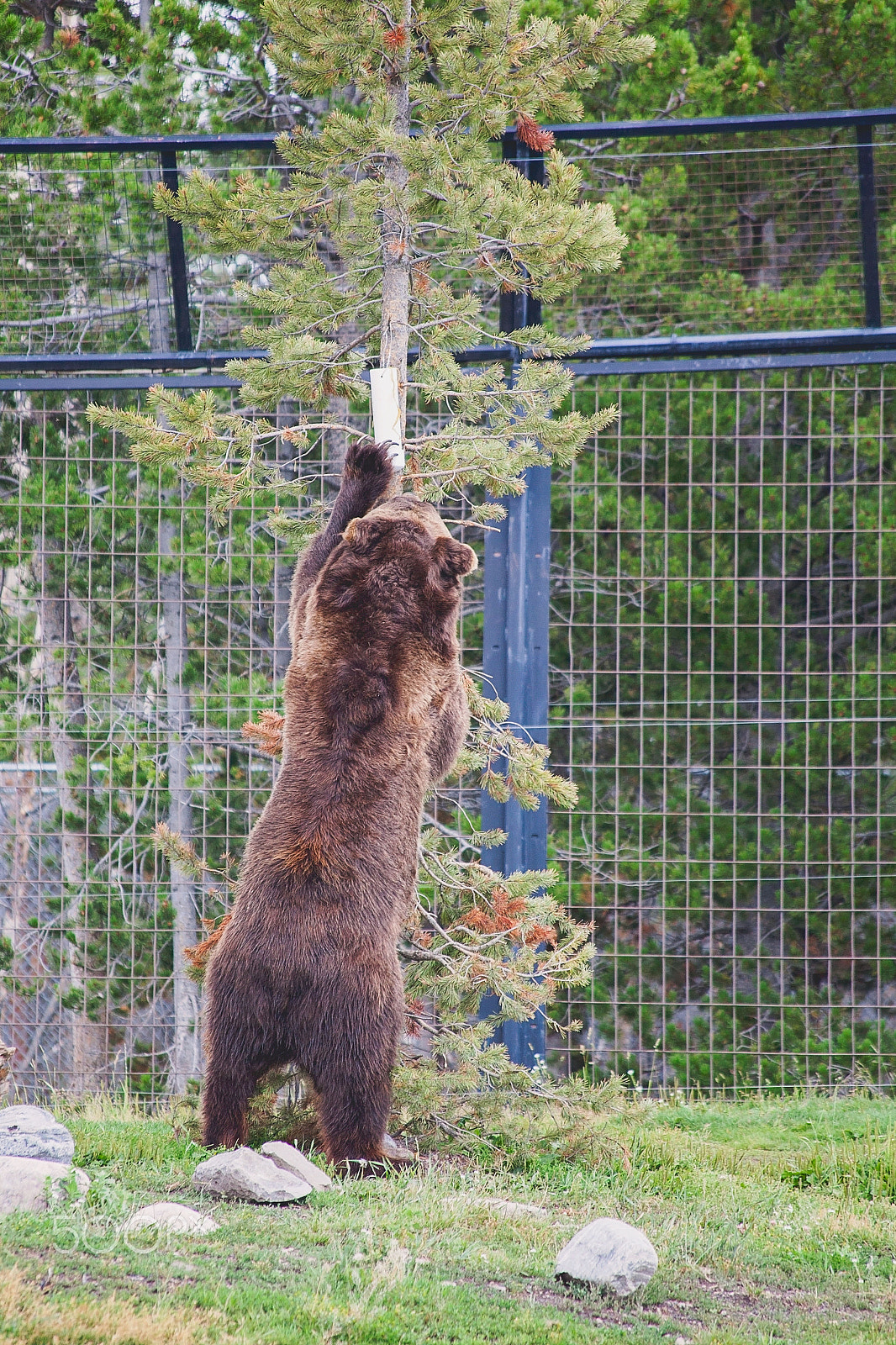Canon EF 70-300mm F4-5.6 IS USM sample photo. Grizzly climbing tree photography