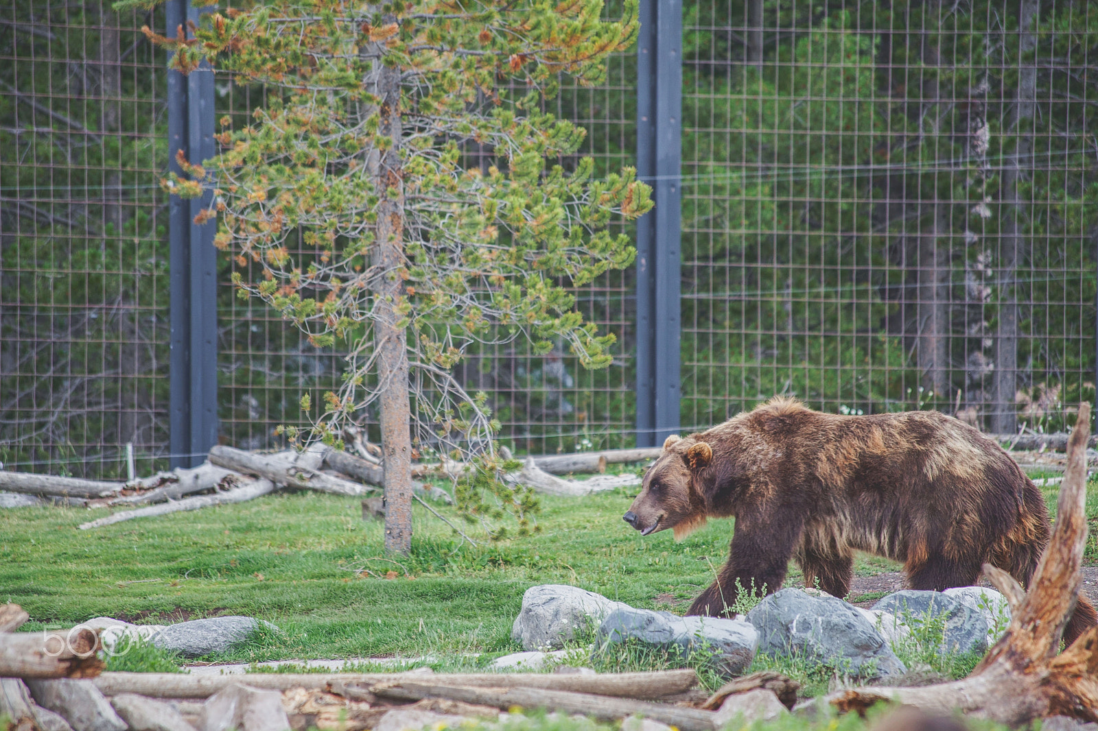 Canon EF 70-300mm F4-5.6 IS USM sample photo. Grizzly on the move photography