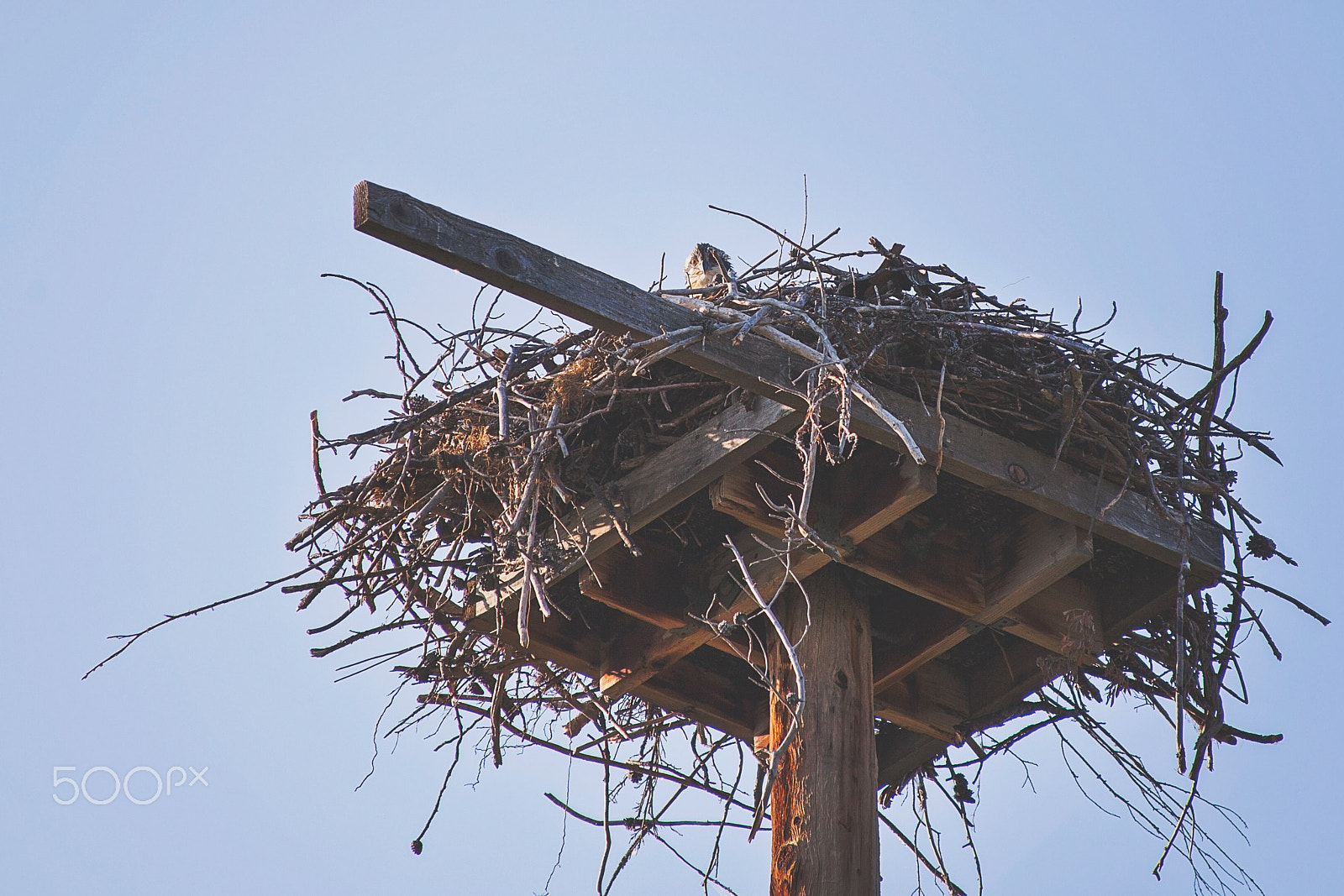 Canon EOS 5D Mark II + Canon EF 28-135mm F3.5-5.6 IS USM sample photo. Baby falcon peeking photography