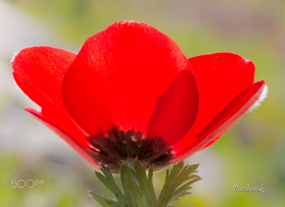 Canon EOS 70D + Sigma 50mm f/2.8 EX sample photo. Poppy.. photography