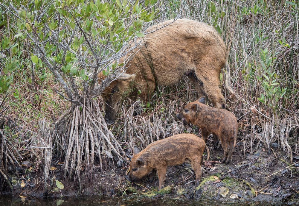 Nikon D500 sample photo. Feral hogs photography