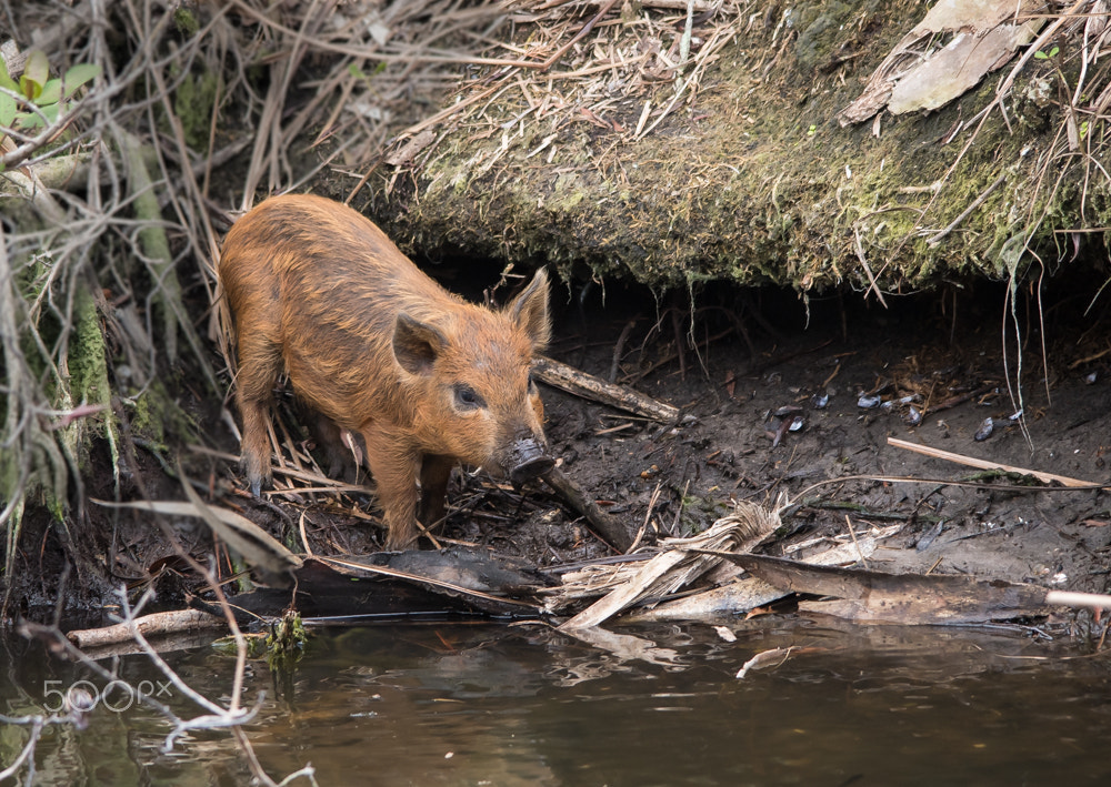 Nikon D500 + Sigma 150-500mm F5-6.3 DG OS HSM sample photo. Feral piglet photography