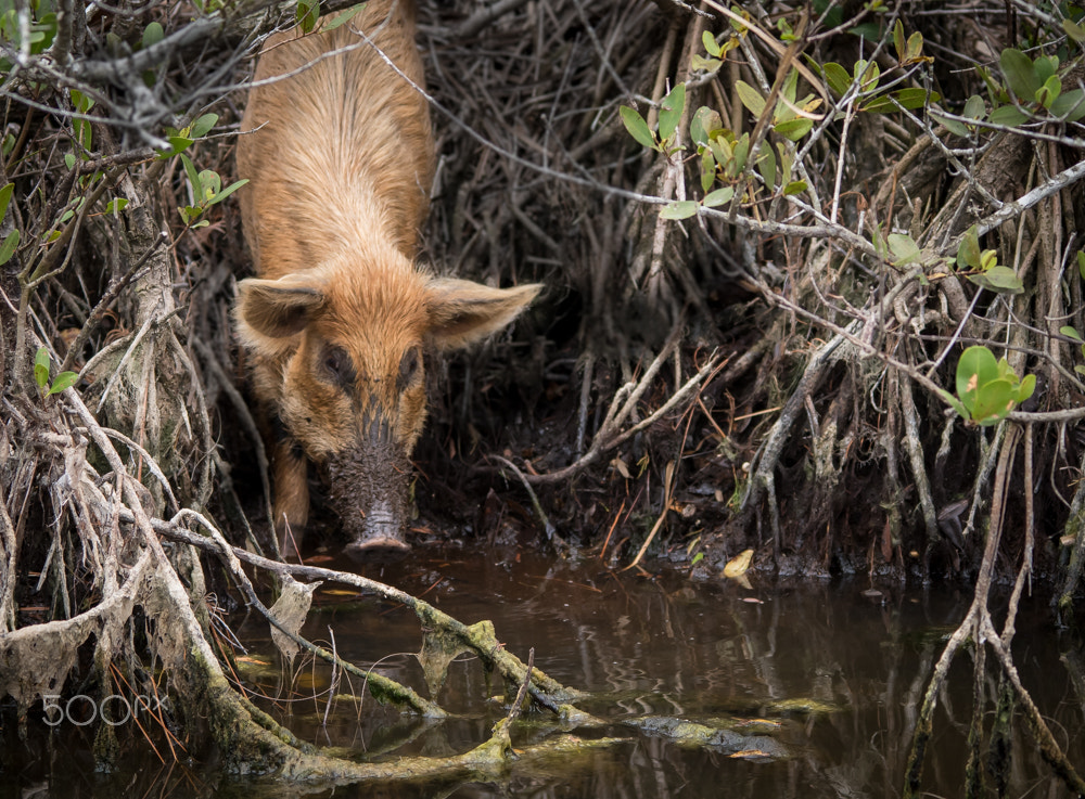 Nikon D500 sample photo. Feral sow photography