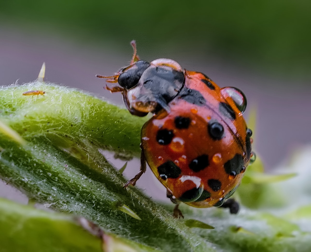 Sony Alpha NEX-6 + Sony E 30mm F3.5 Macro sample photo. --- photography