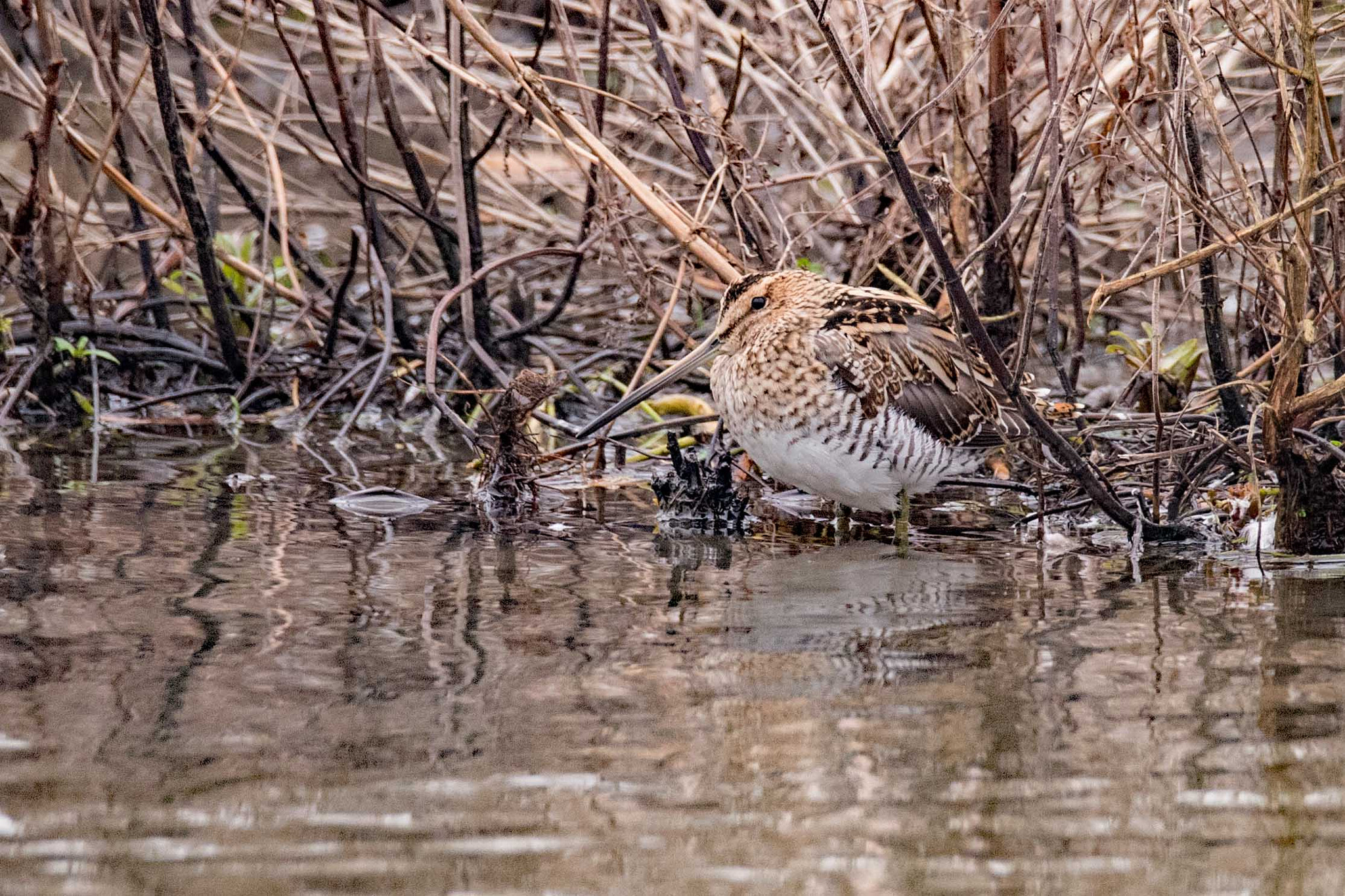 Nikon D750 + Sigma 150-600mm F5-6.3 DG OS HSM | S sample photo. Snipe photography