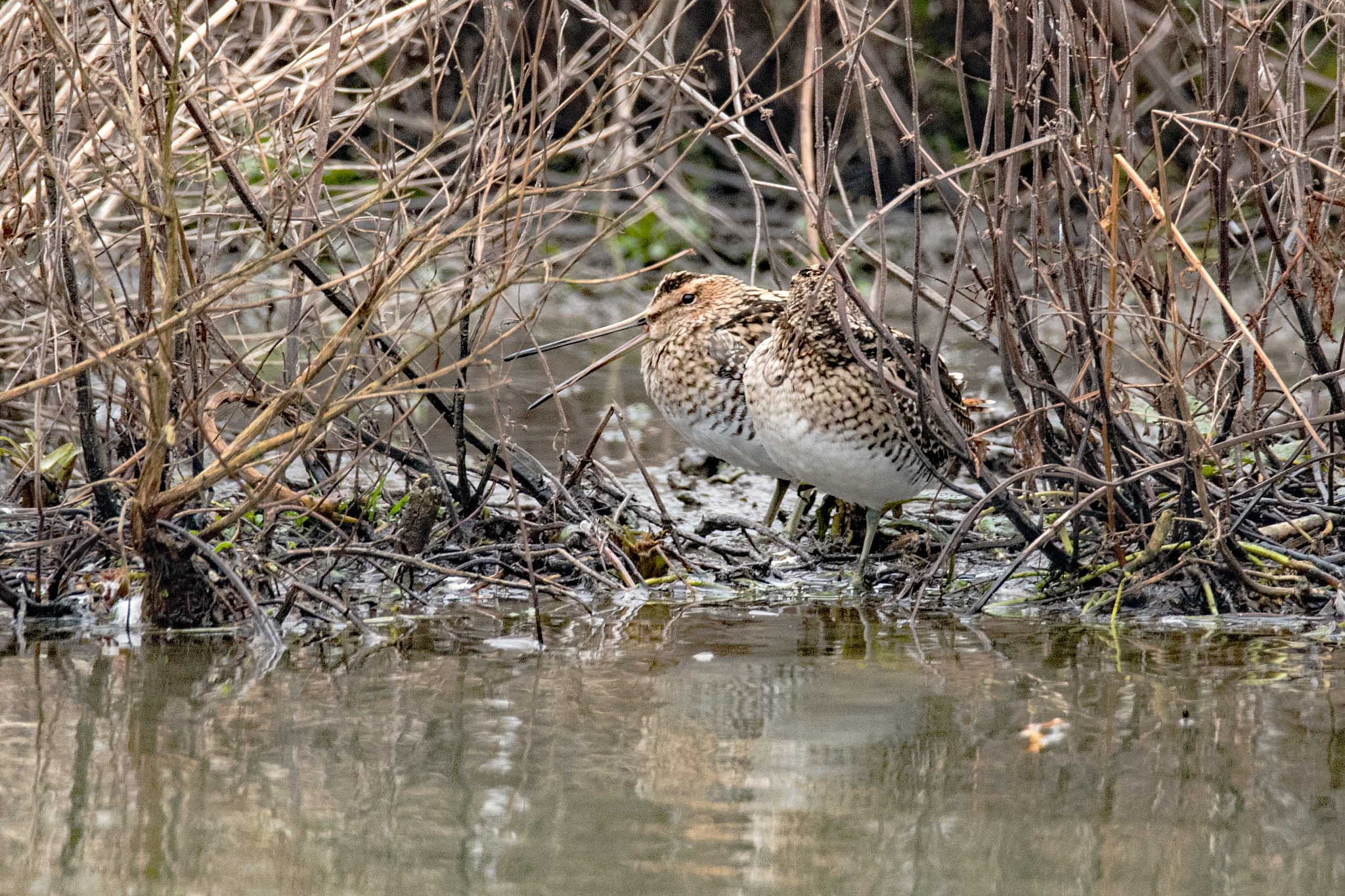 Nikon D750 sample photo. Snipe having a conversation photography