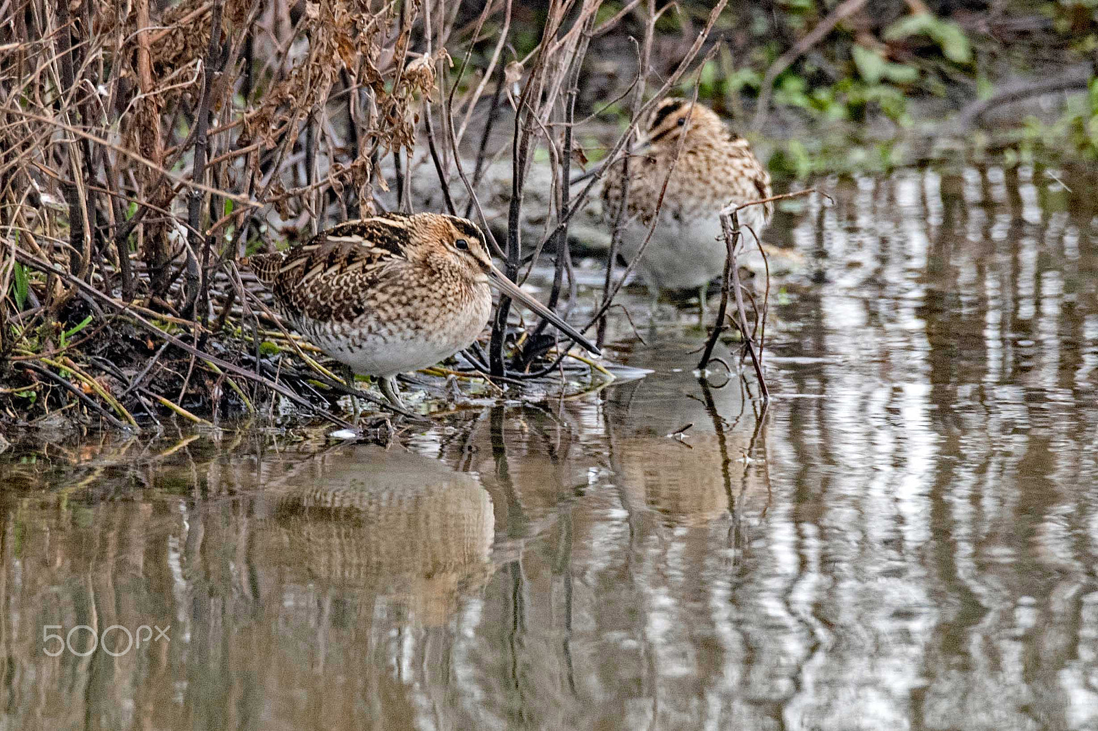 Nikon D750 + Sigma 150-600mm F5-6.3 DG OS HSM | S sample photo. Another snipe photography