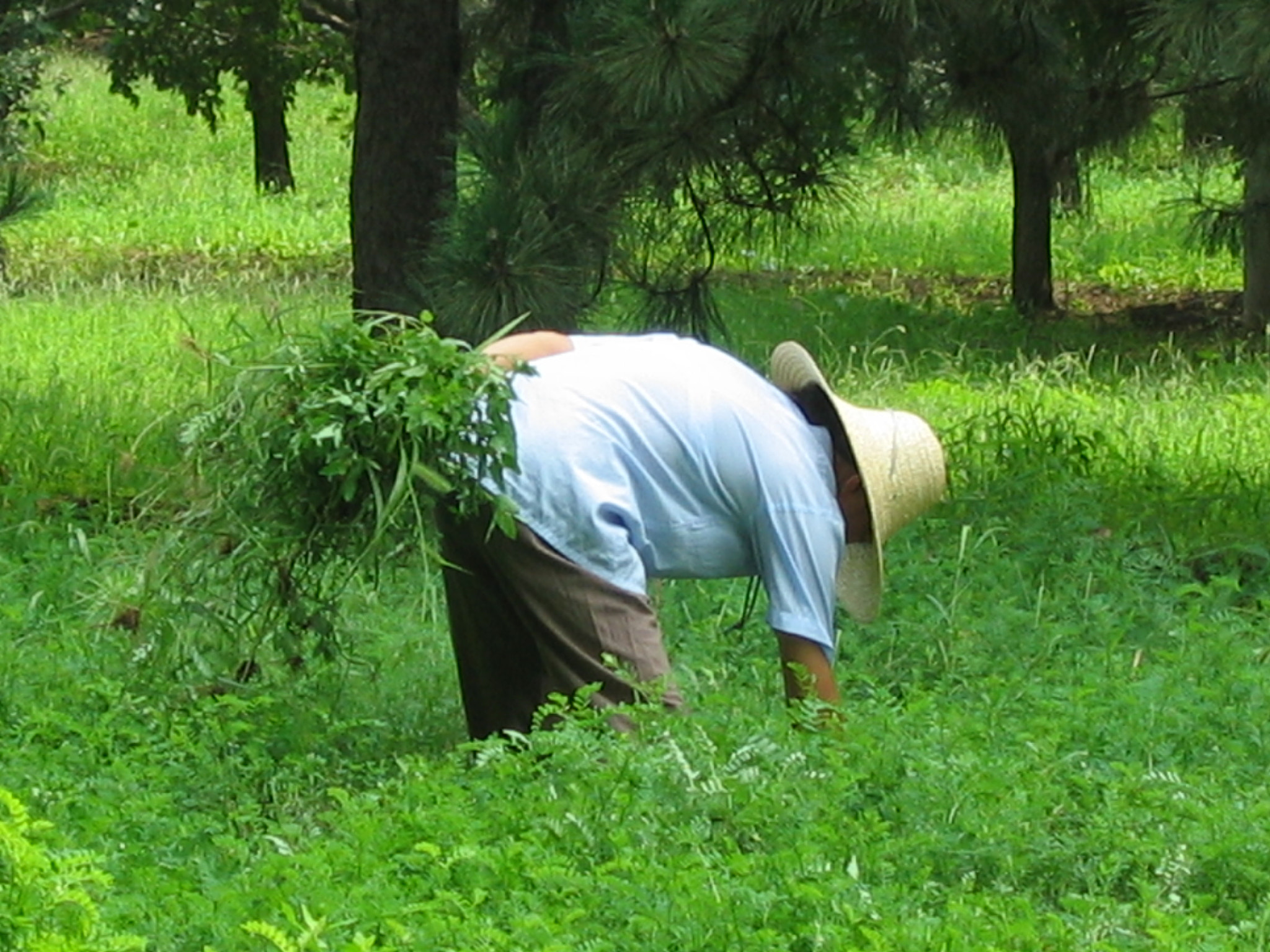 Canon POWERSHOT A80 sample photo. China man photography