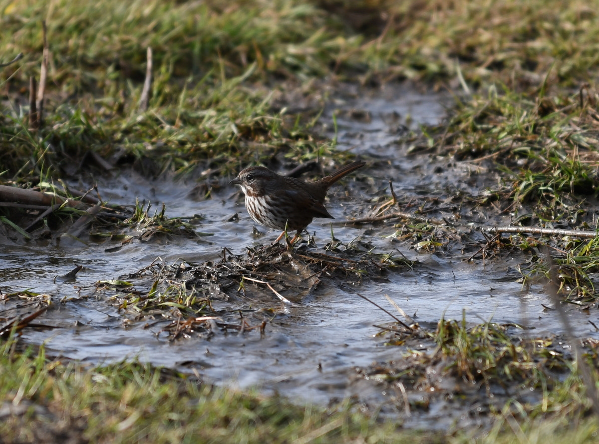 Nikon AF-S Nikkor 70-200mm F4G ED VR sample photo. Song sparrow photography