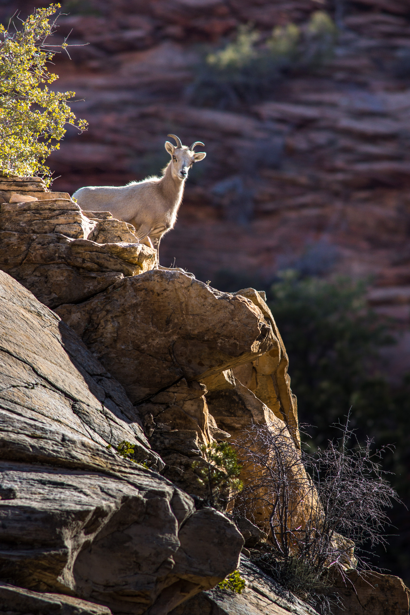 Sony SLT-A77 sample photo. Last daylight at zion - desert bighorn photography