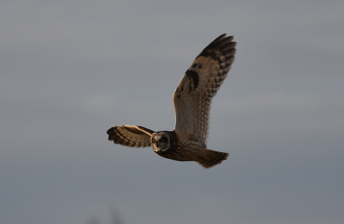 Nikon AF-S Nikkor 70-200mm F4G ED VR sample photo. Soaring owl photography