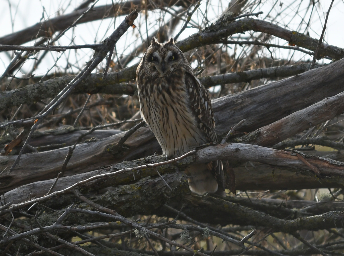Nikon D500 sample photo. Resting owl photography