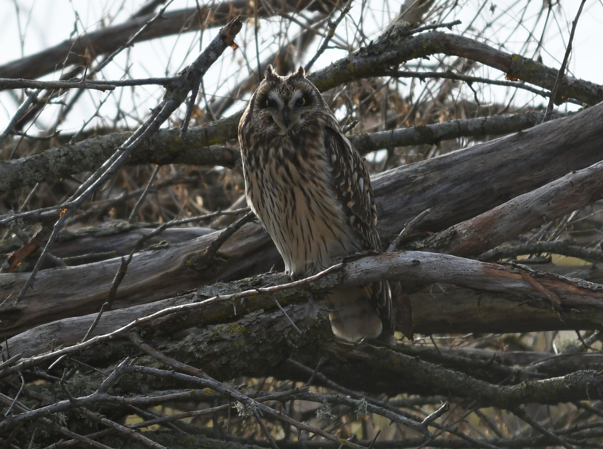 Nikon AF-S Nikkor 70-200mm F4G ED VR sample photo. Resting owl photography