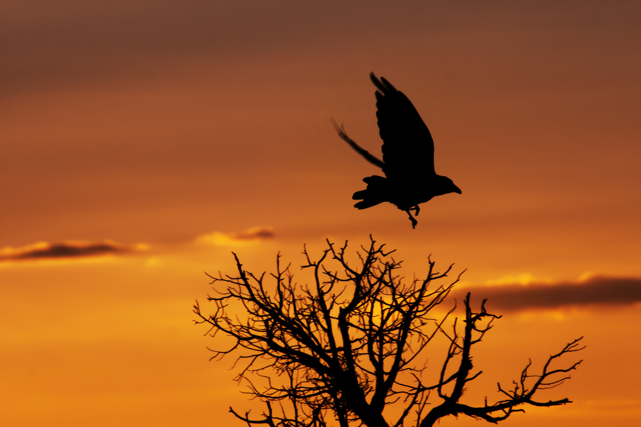 Canon EF 75-300mm F4.0-5.6 IS USM sample photo. Crow photography