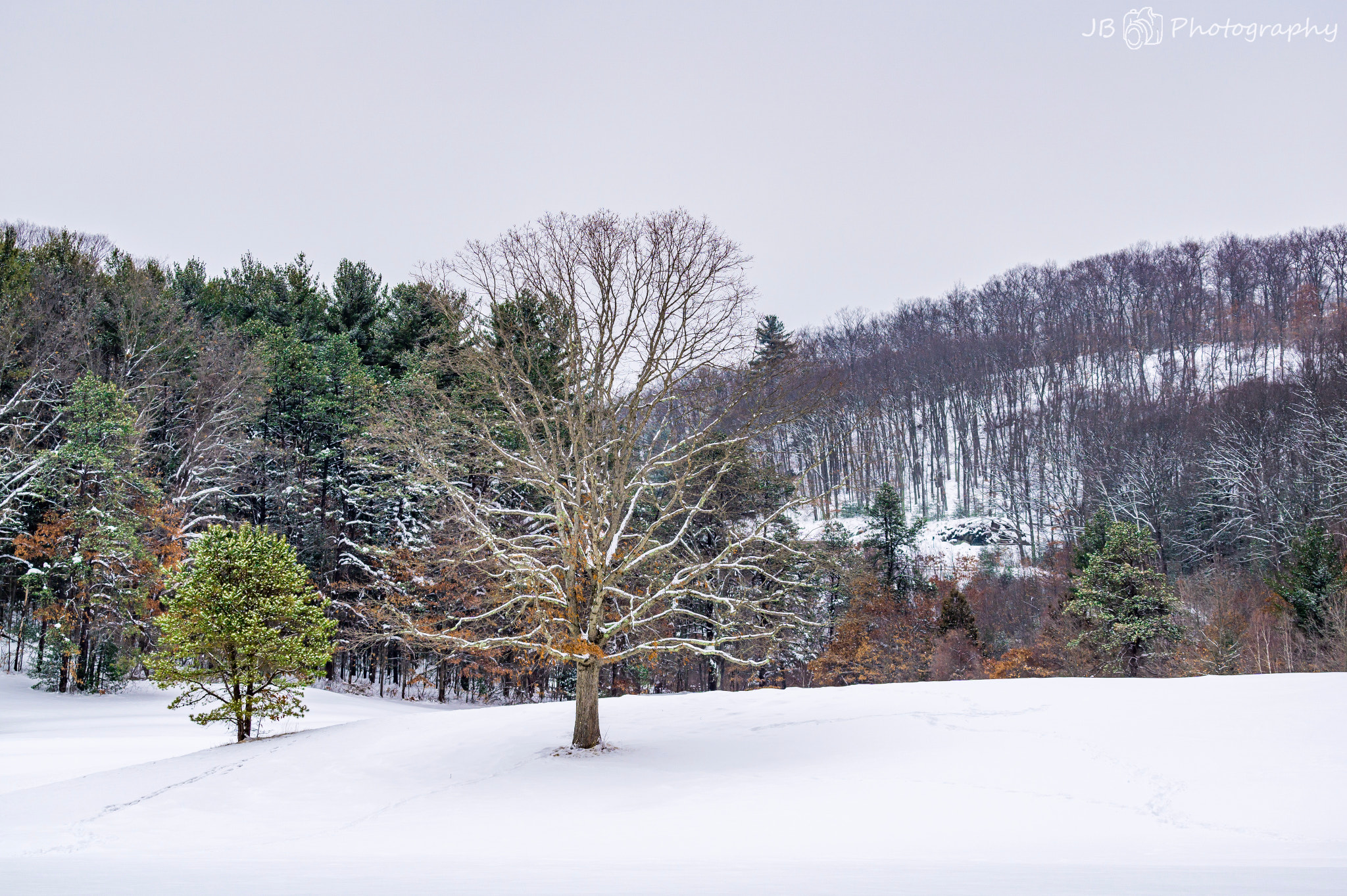 Sony a6000 + Sony FE 70-200mm F4 G OSS sample photo. Bit of color in the lifeless winter photography