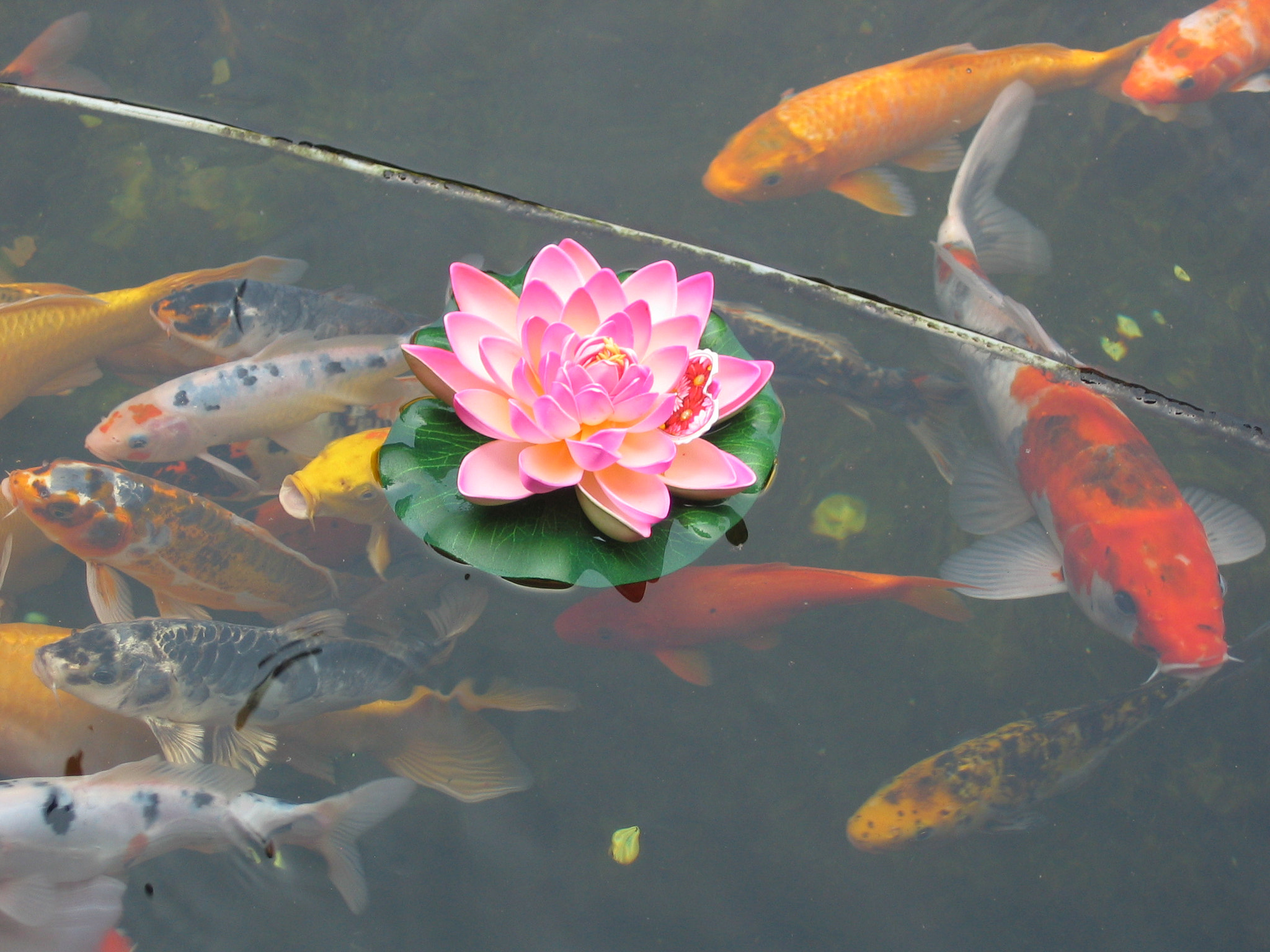 Canon POWERSHOT A80 sample photo. Lotus and fishes photography