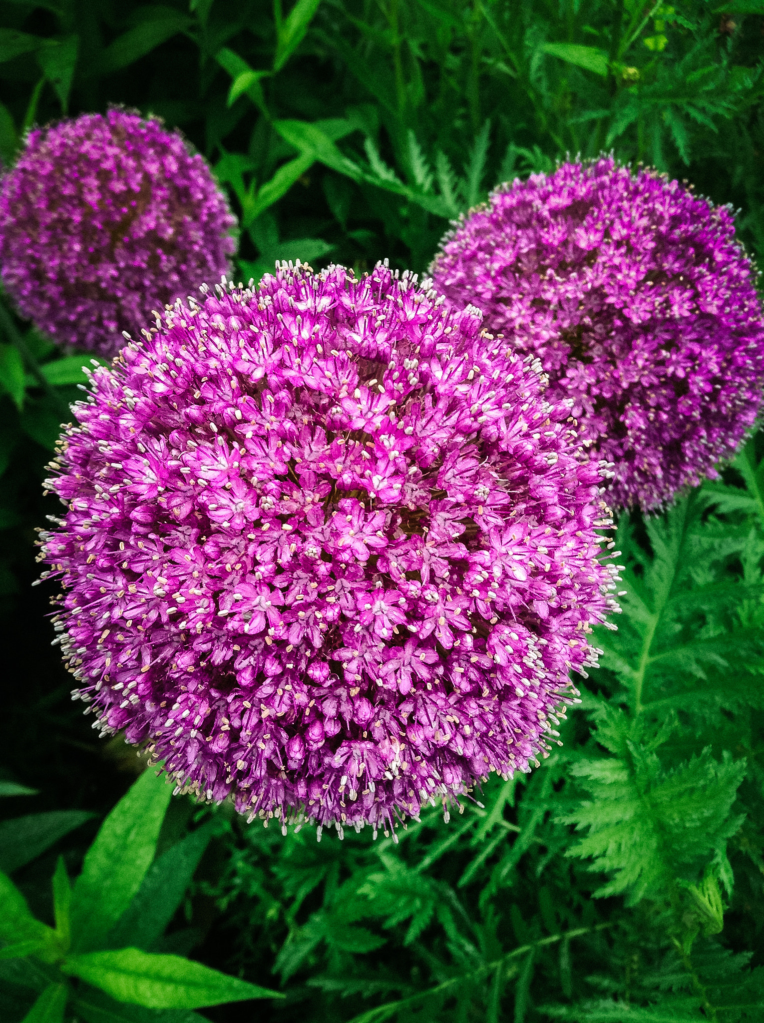 iPod touch back camera 3.3mm f/2.4 sample photo. Purple allium in full bloom photography