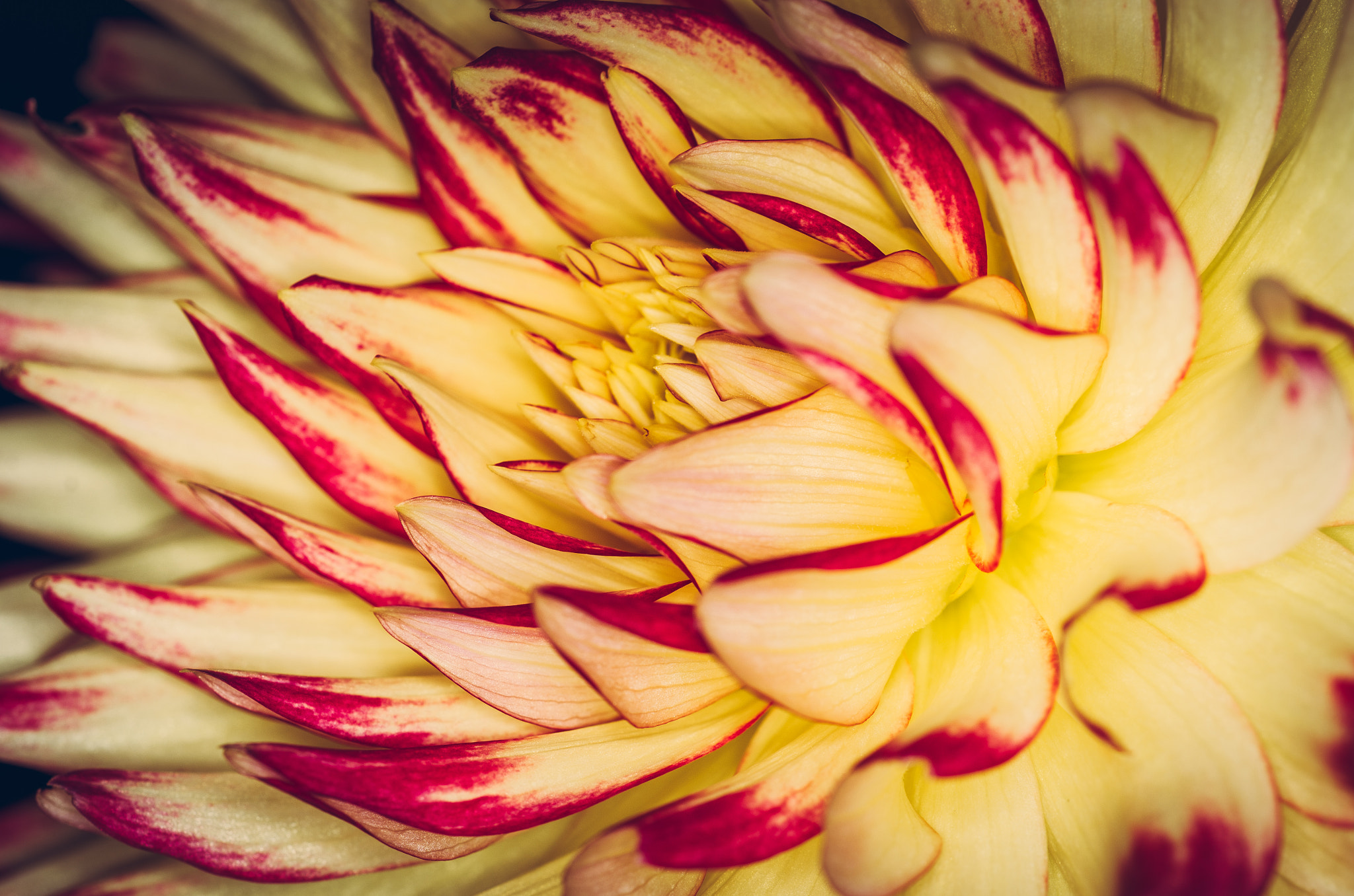 Sigma 105mm F2.8 EX DG OS HSM sample photo. Yellow dahlia photography