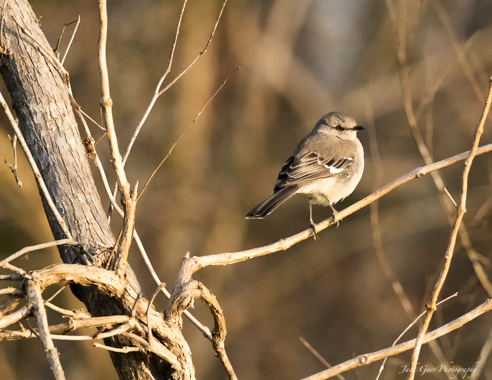 150-600mm F5-6.3 DG OS HSM | Sports 014 sample photo. Northern mockingbird photography