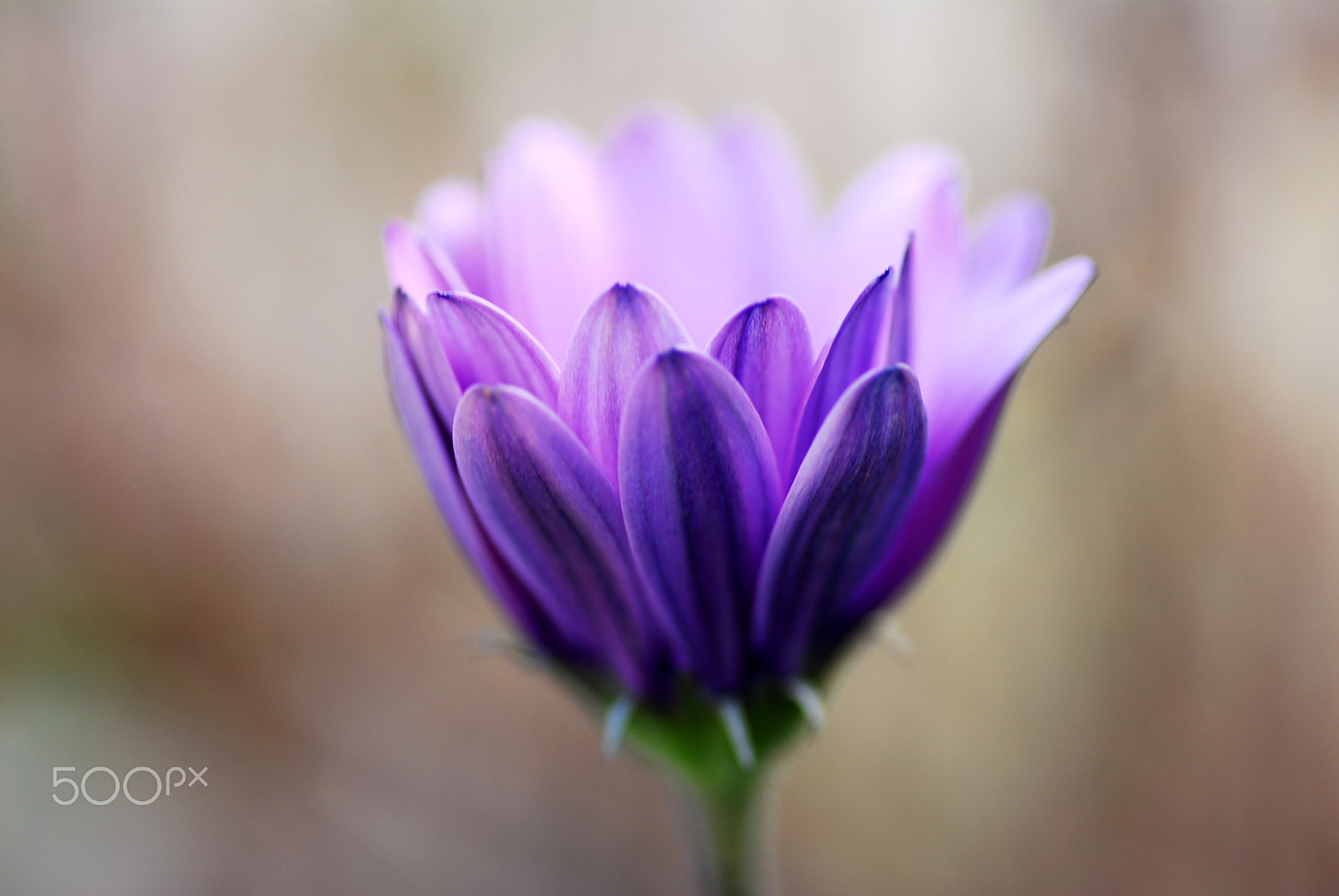 Nikon D200 sample photo. Pale purple gazania photography