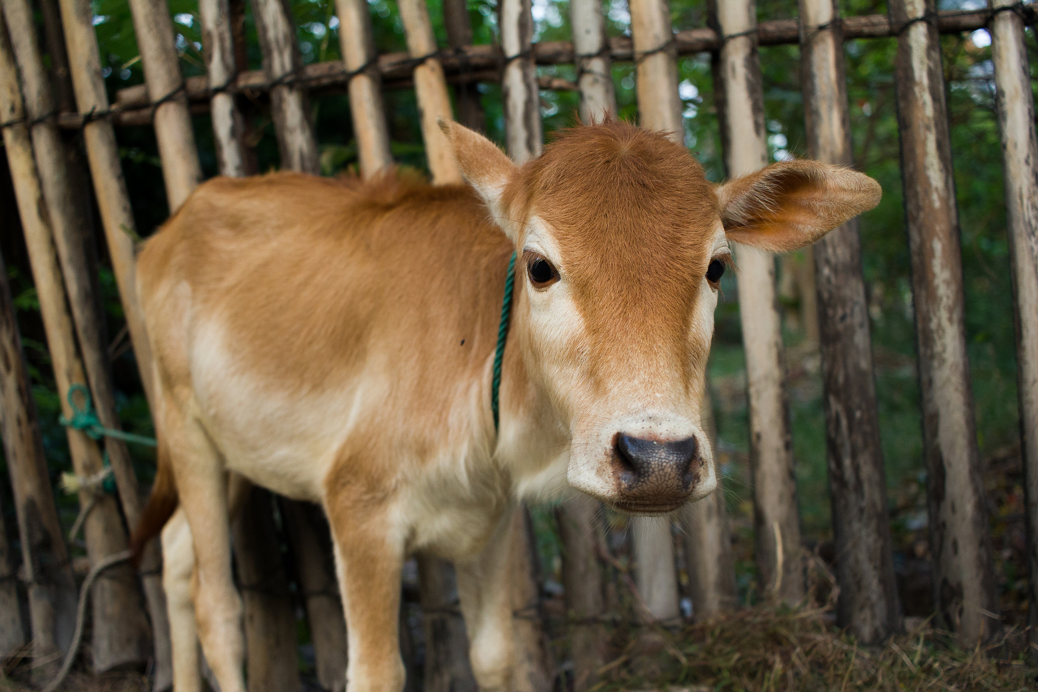 Canon EF-S 24mm F2.8 STM sample photo. Young cattle photography