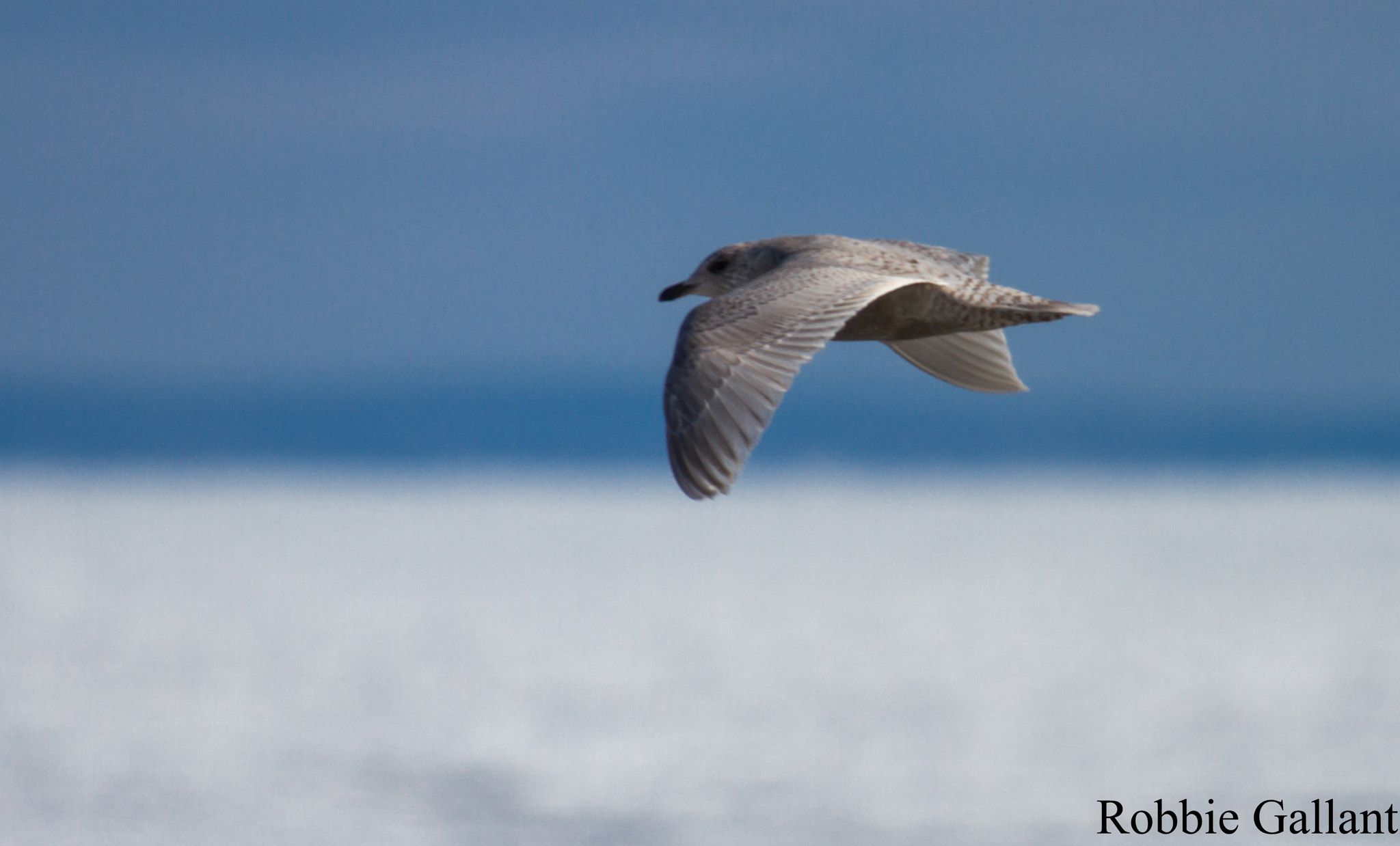 Canon EOS 7D + Canon EF 100-400mm F4.5-5.6L IS USM sample photo. Iceland gull photography