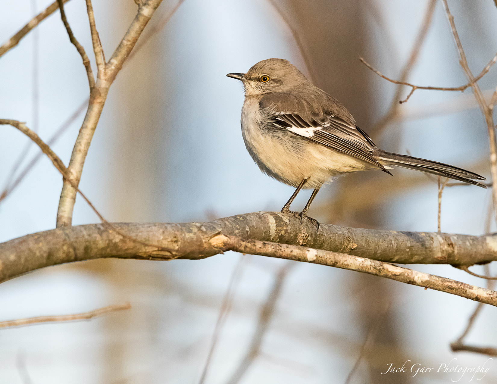 150-600mm F5-6.3 DG OS HSM | Sports 014 sample photo. Northern mockingbird  on tree limb photography