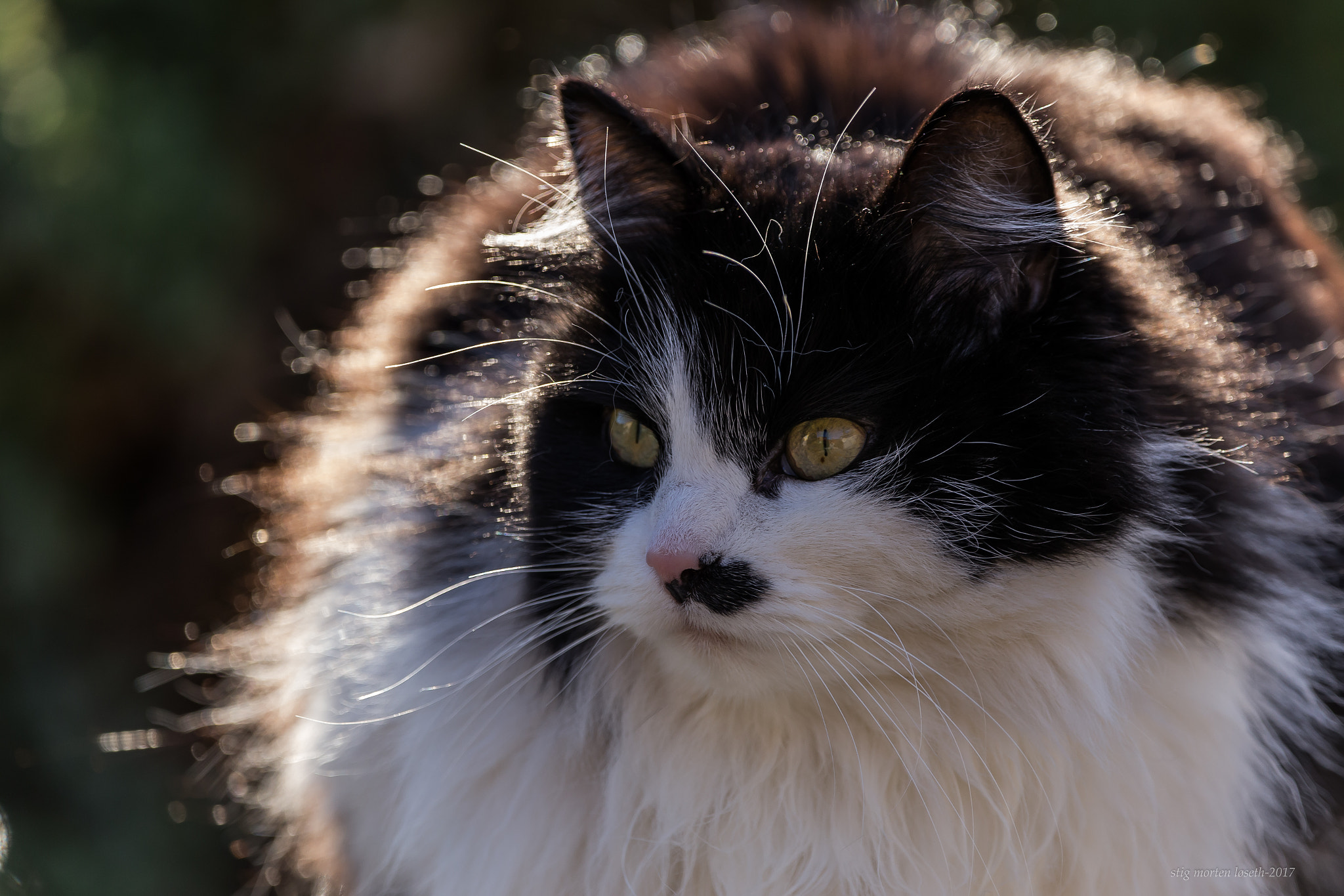 150-600mm F5-6.3 DG OS HSM | Contemporary 015 sample photo. Cat:) photography