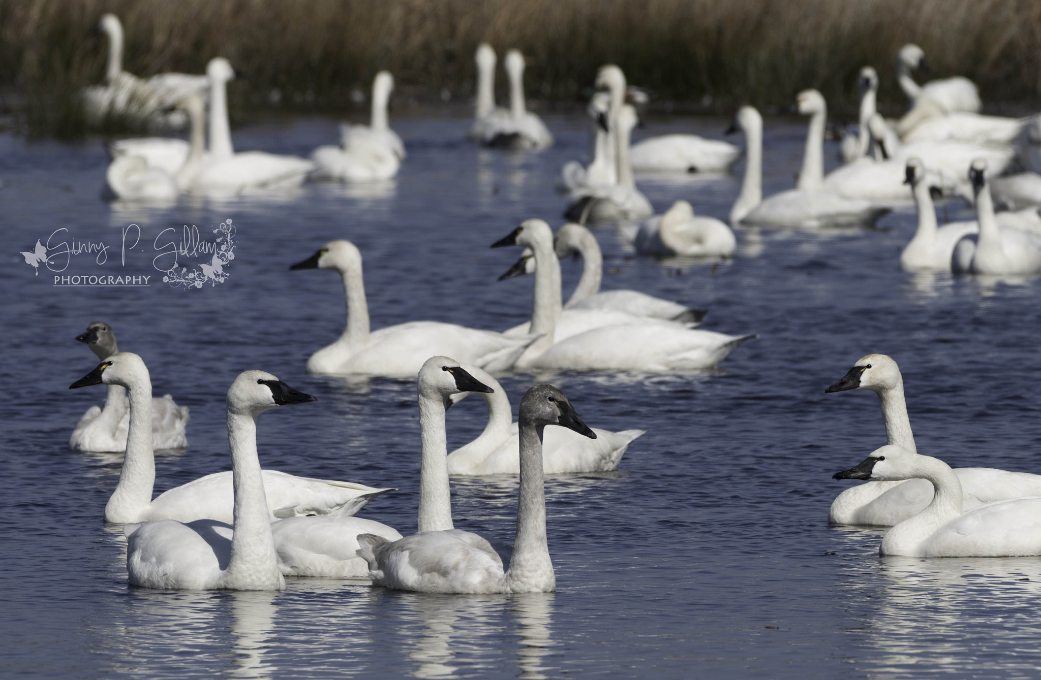 150-600mm F5-6.3 DG OS HSM | Contemporary 015 sample photo. Who said "three's a crowd."? photography