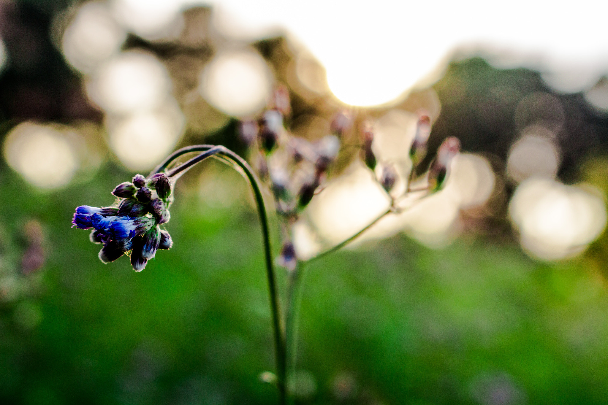 Canon EOS 700D (EOS Rebel T5i / EOS Kiss X7i) sample photo. Shine bright like a diamond.! photography