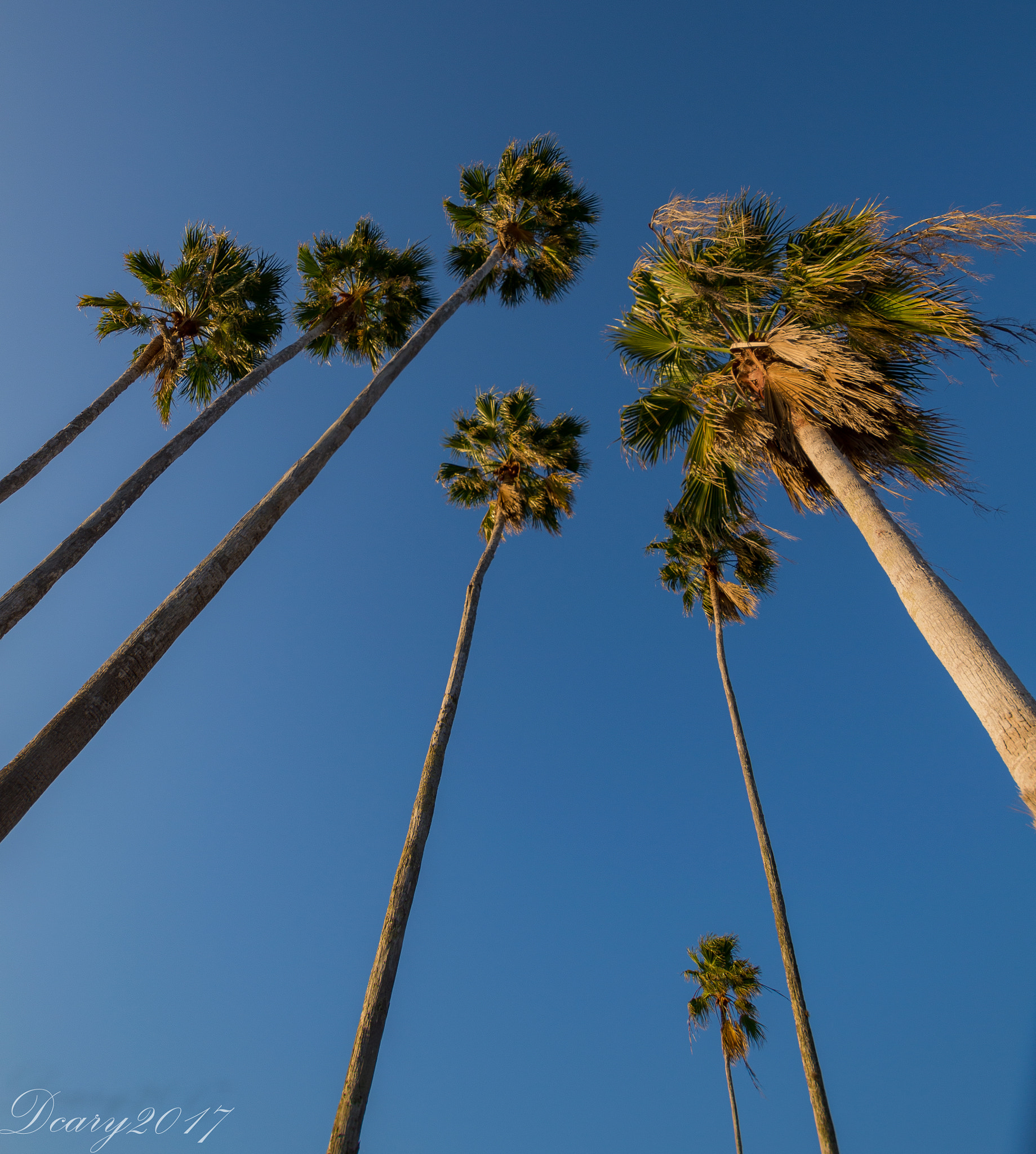 Sigma 10-20mm F3.5 EX DC HSM sample photo. Skyofpalms (of ) photography