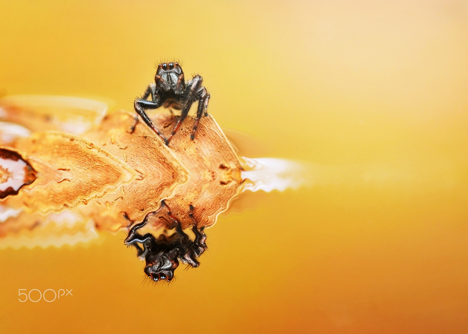 Nikon D60 sample photo. Spider photography