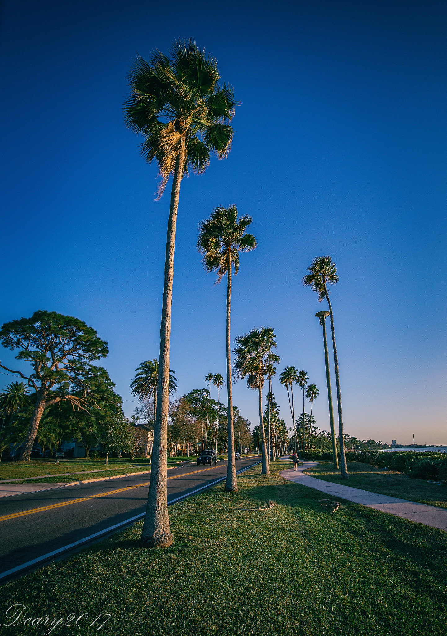 Sigma 10-20mm F3.5 EX DC HSM sample photo. Trail of palms (of ) photography
