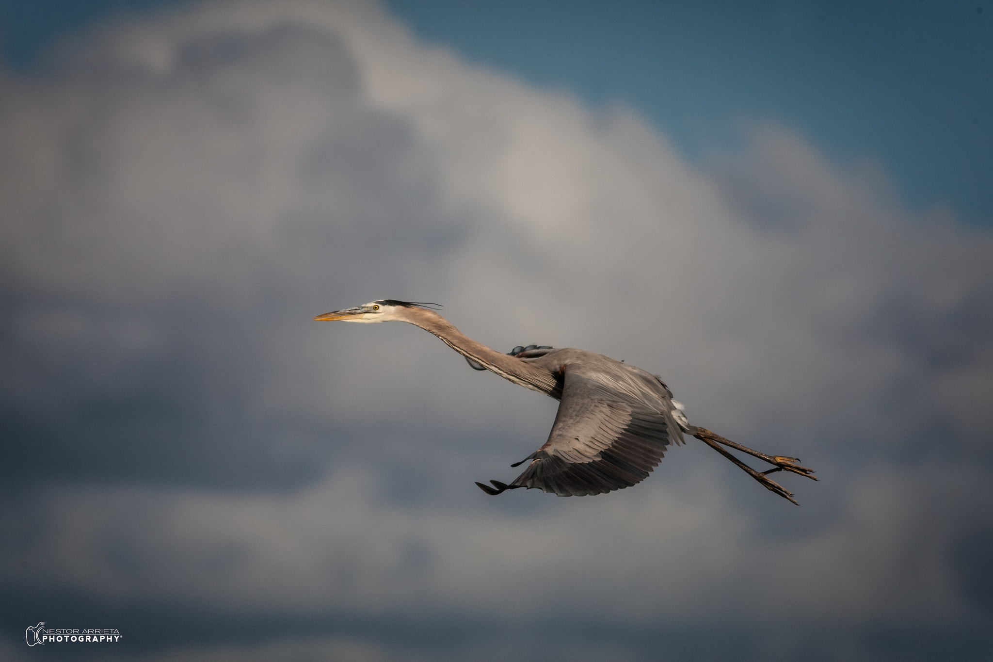 Canon EOS-1D Mark III sample photo. Great blue photography