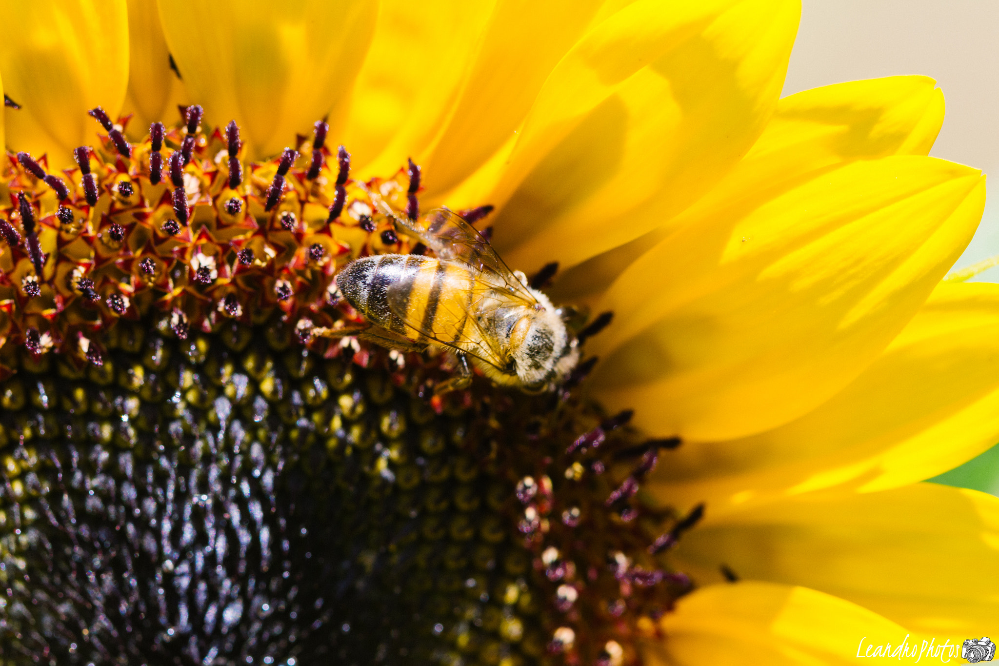 Canon EF 100mm F2.8 Macro USM sample photo. Bee photography