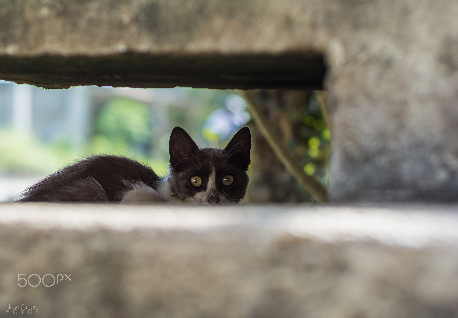 Nikon D5200 + Nikon AF Nikkor 50mm F1.8D sample photo. La mirada gatuna photography