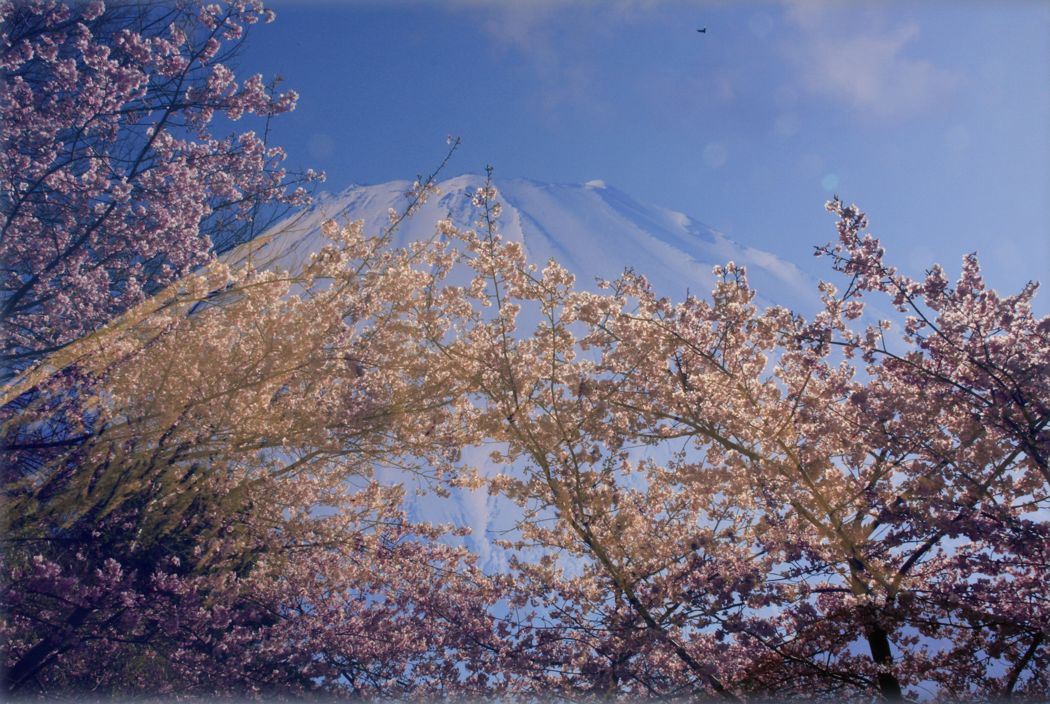 Canon EF 75-300mm F4.0-5.6 IS USM sample photo. Mt. fuji from soga bairin蘇我梅園2 photography
