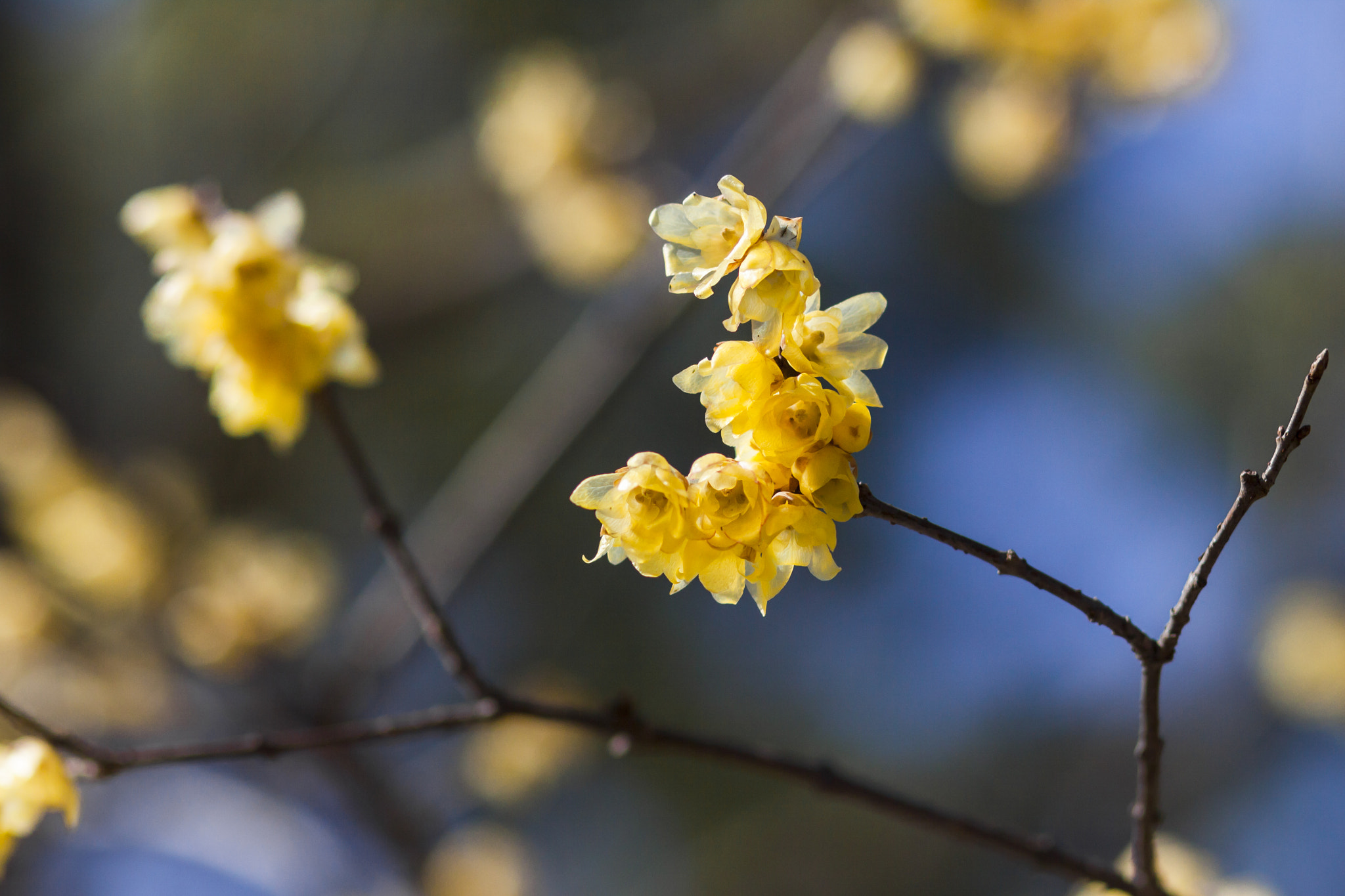 Canon EOS 50D + Canon EF 85mm F1.8 USM sample photo. Golden blossoming photography