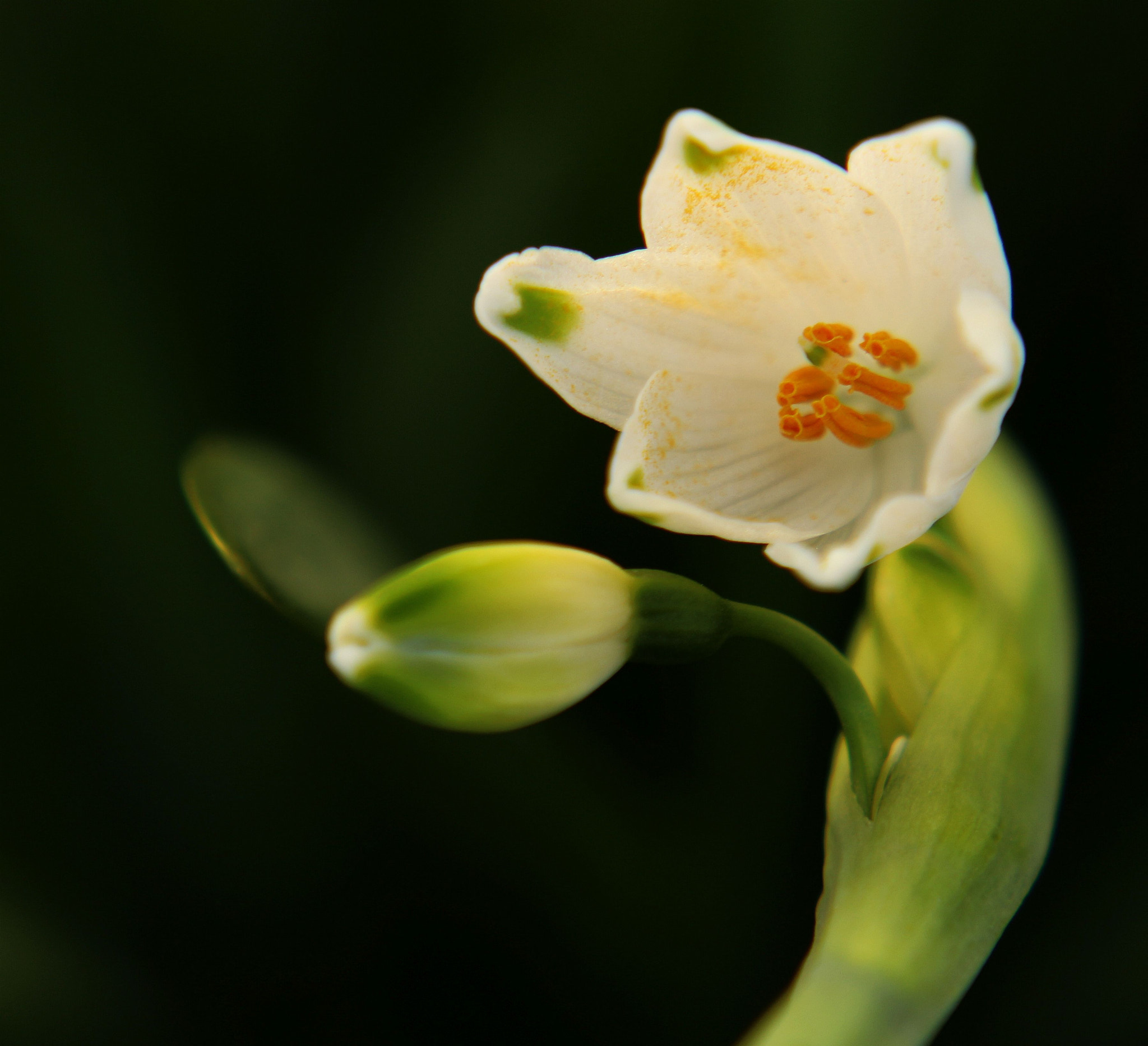 Canon EOS 700D (EOS Rebel T5i / EOS Kiss X7i) sample photo. Wild flower photography
