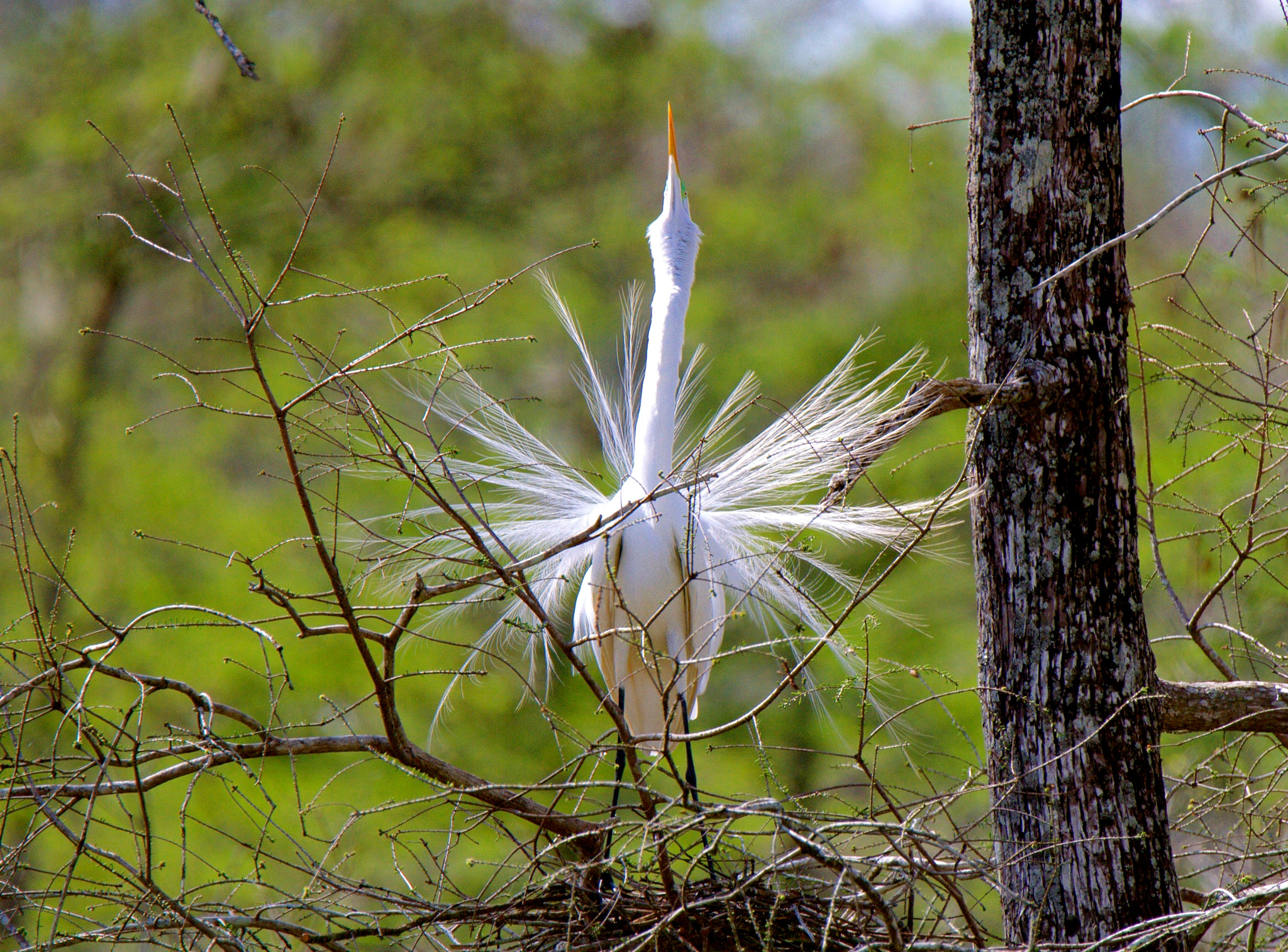 Tamron SP 150-600mm F5-6.3 Di VC USD sample photo. Looking up photography