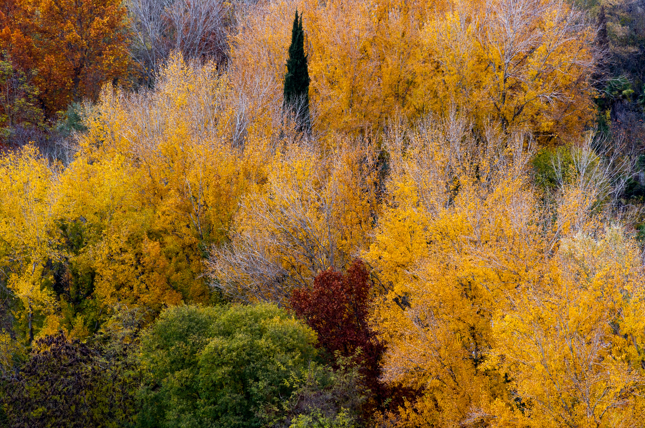 Nikon D3S sample photo. Various tree emoji photography