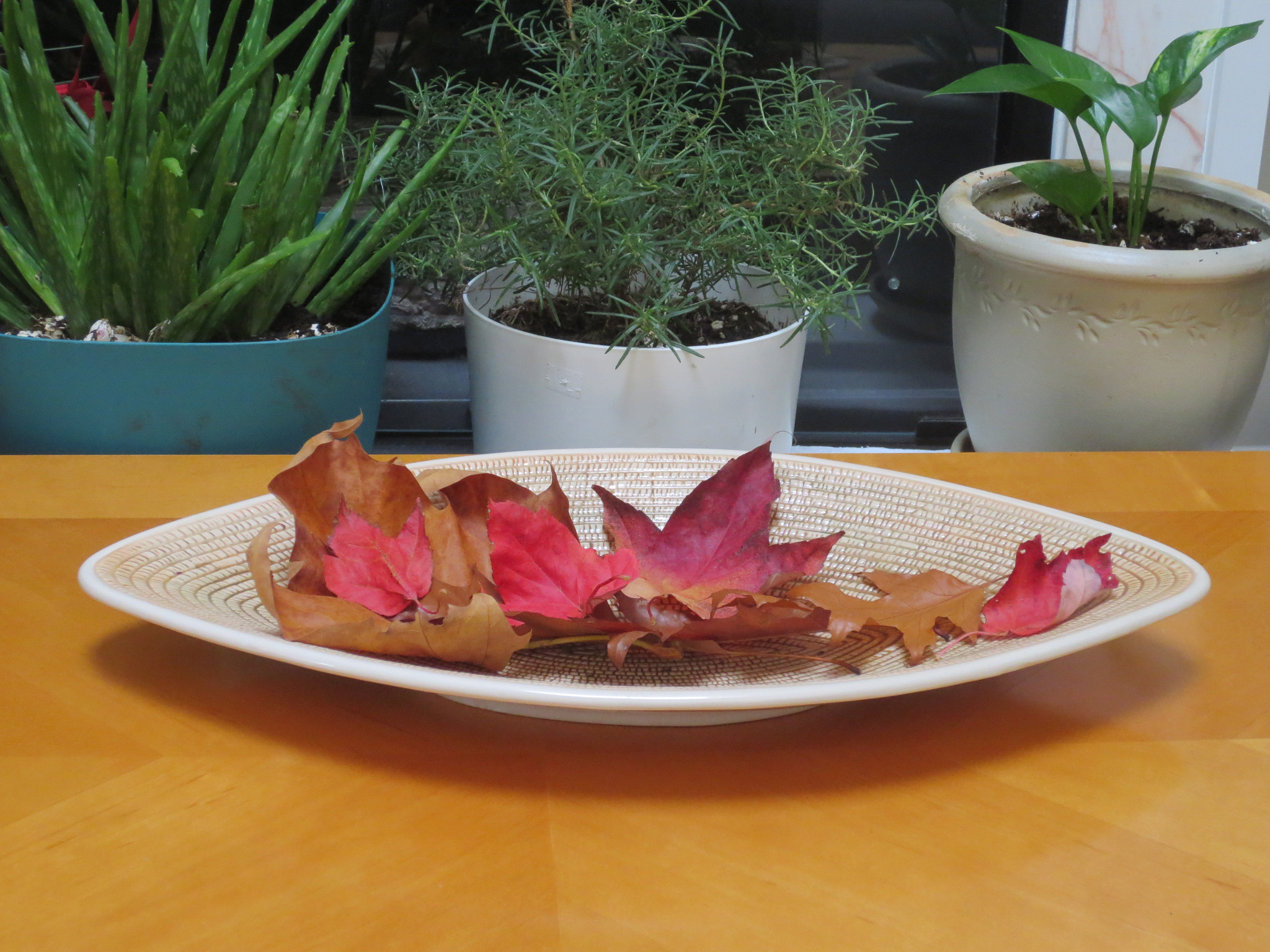 Canon POWERSHOT ELPH 320 HS sample photo. Autumn leaves photography