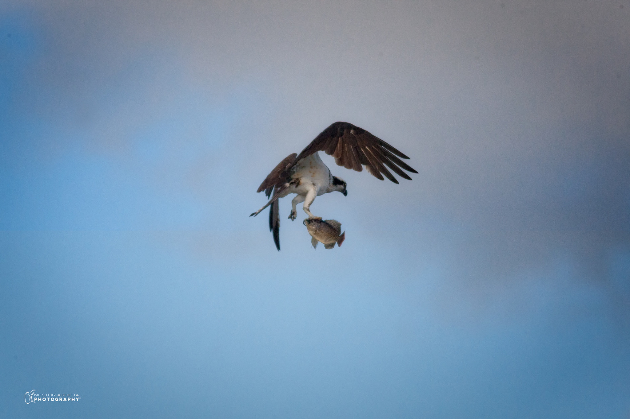 Canon EOS-1D Mark III sample photo. Osprey photography