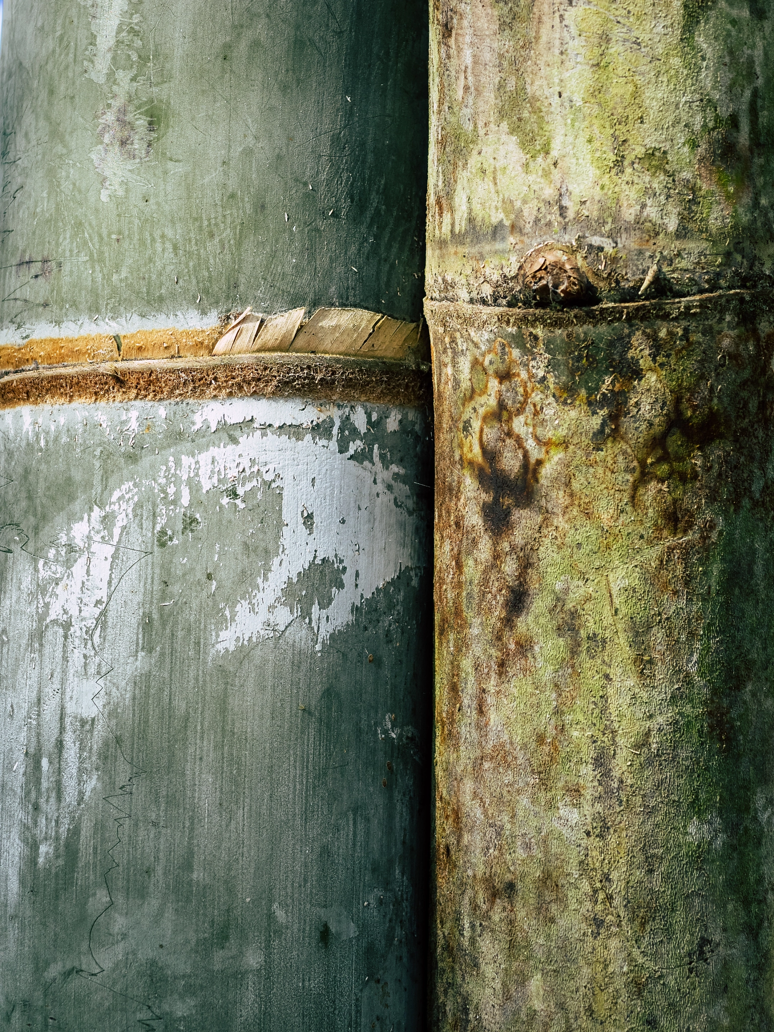 Olympus OM-D E-M1 sample photo. Bamboo stalks photography