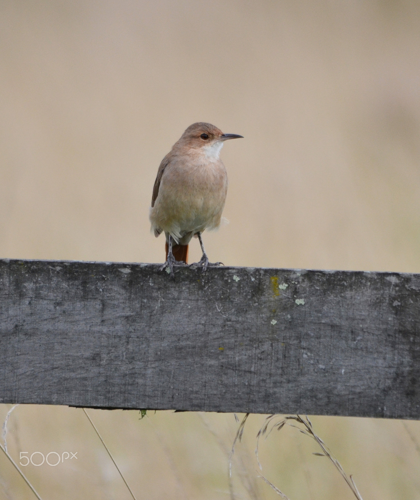 Sigma 150-500mm F5-6.3 DG OS HSM sample photo. Hornero, the national bird of argentina photography