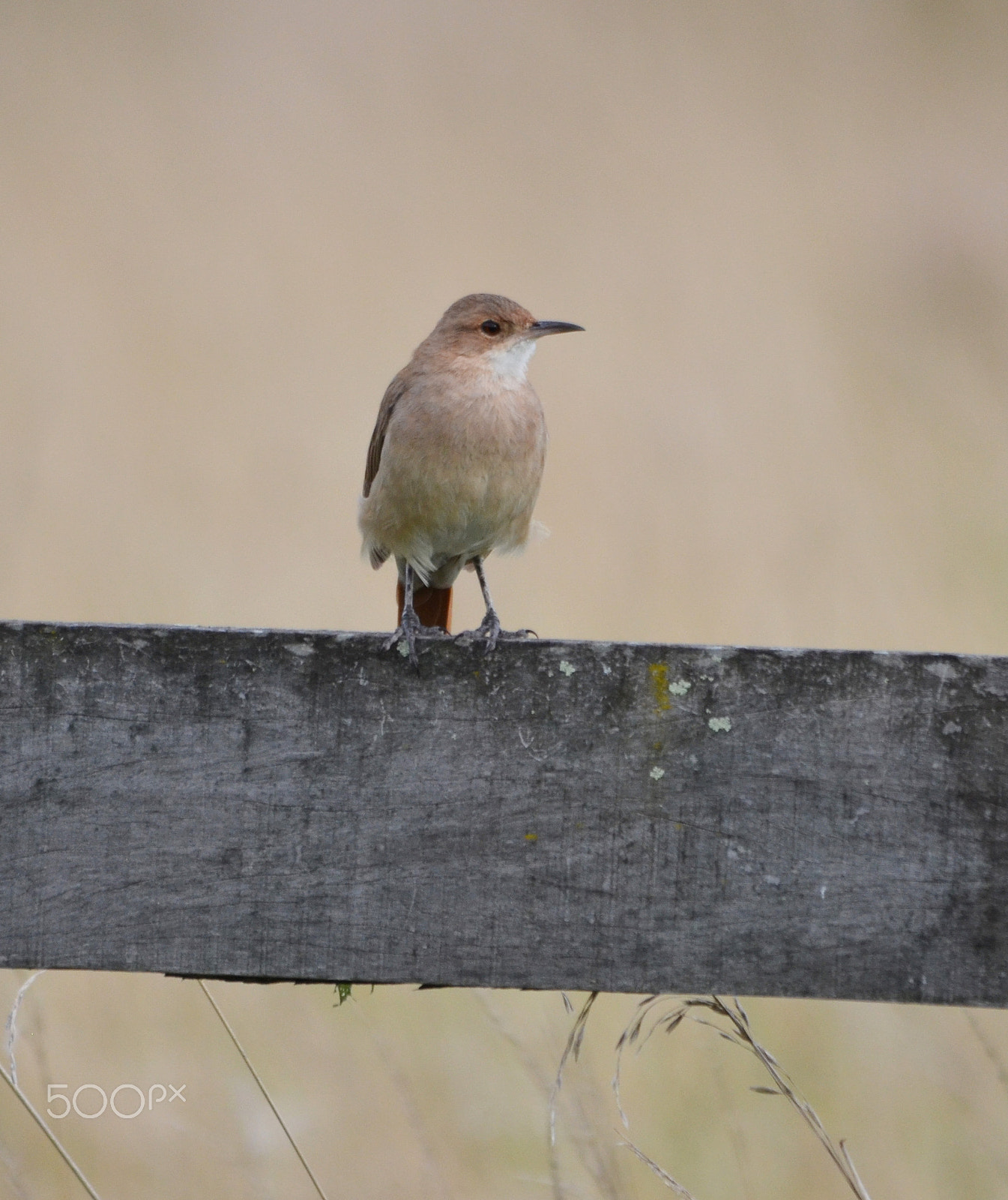 Nikon D7000 sample photo. Hornero, the national bird of argentina photography