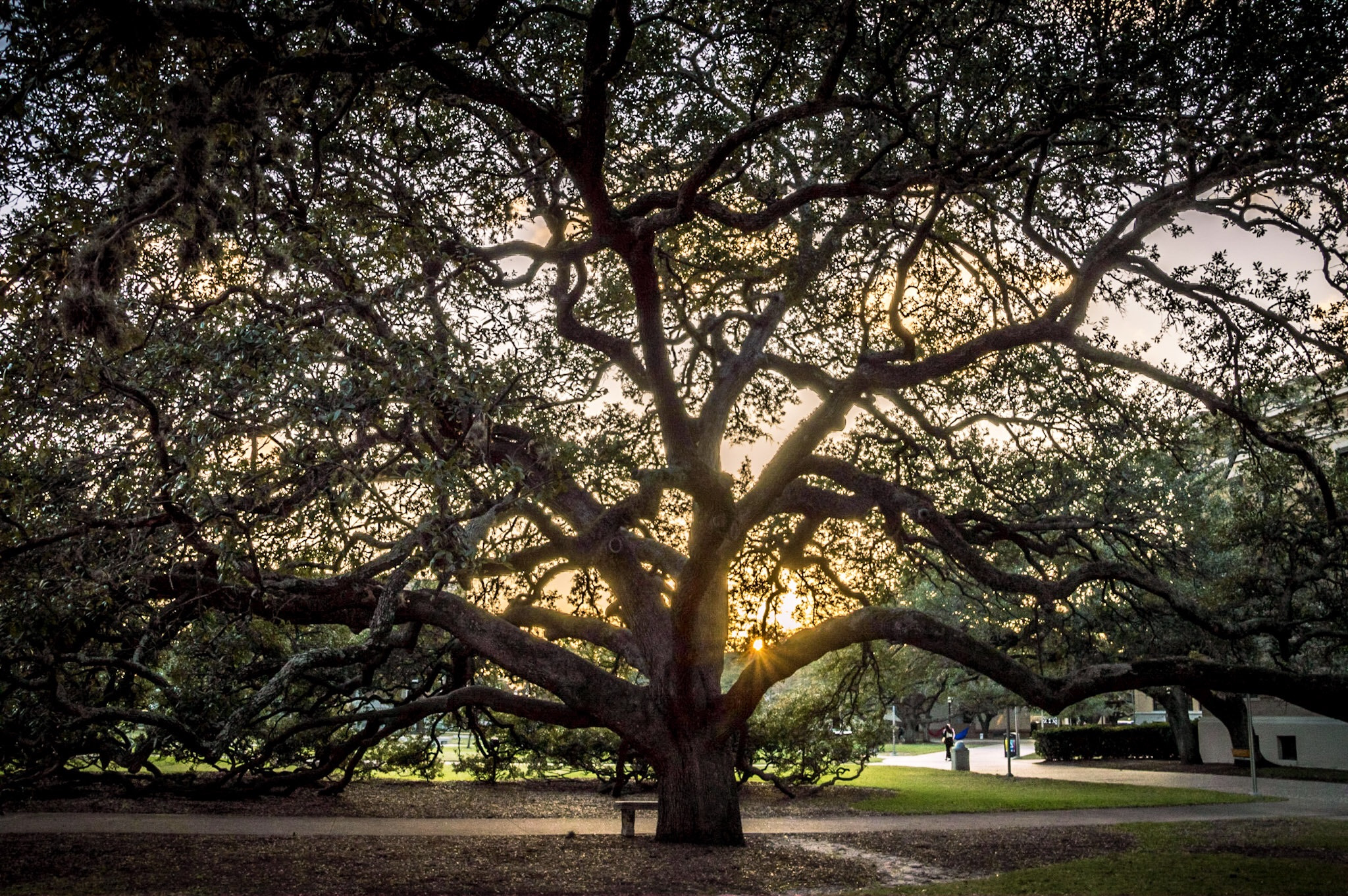 Nikon D3200 sample photo. The century tree photography