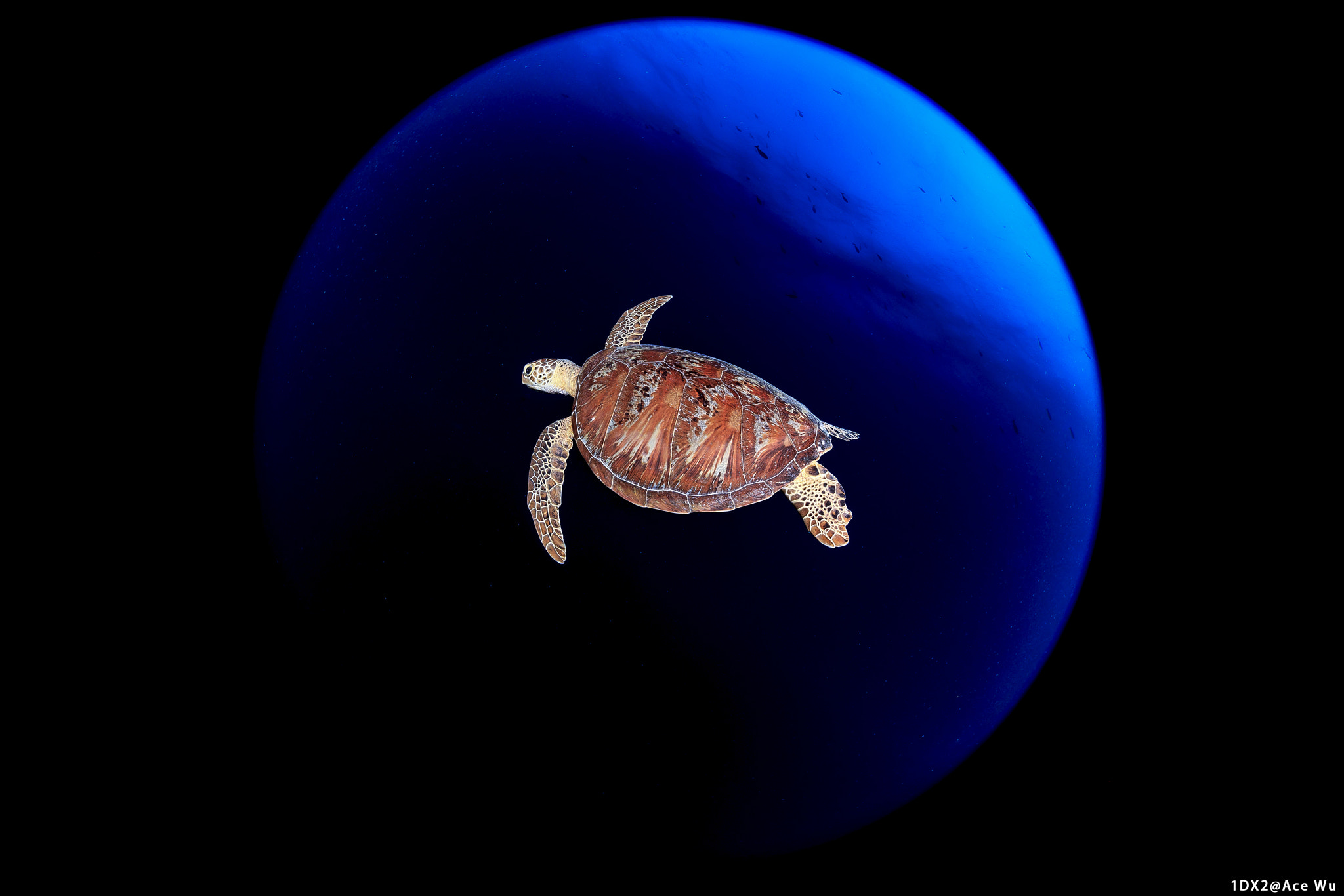 Canon EF 8-15mm F4L Fisheye USM sample photo. Blue planet photography