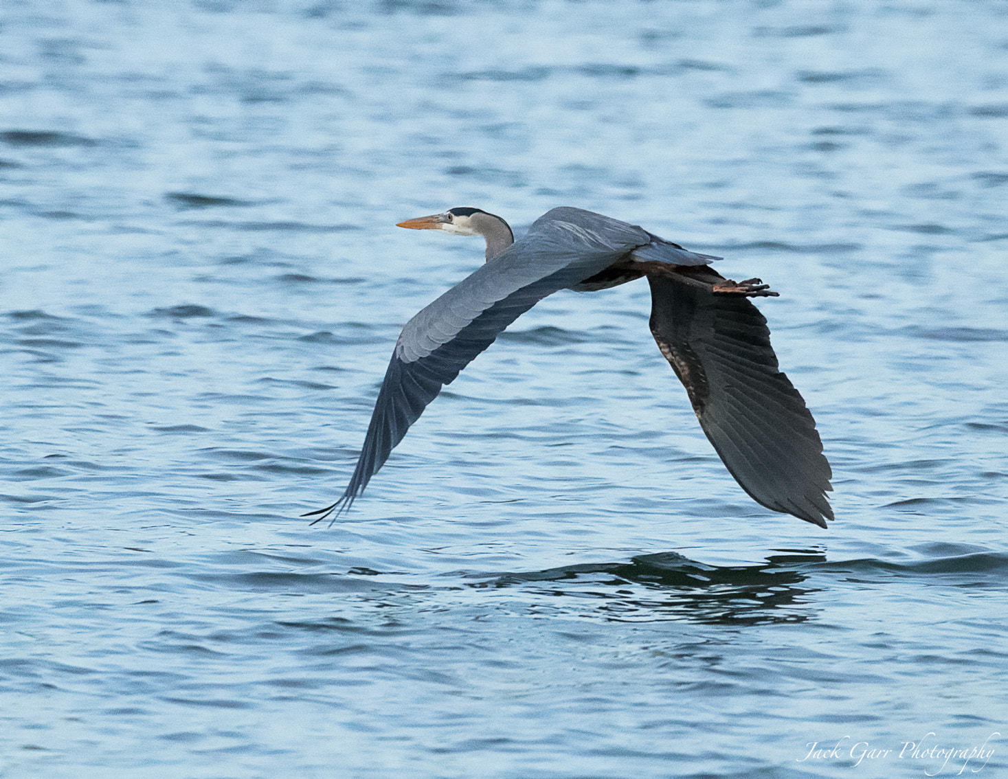 Canon EOS-1D X Mark II sample photo. Great blue heron skimming the water photography